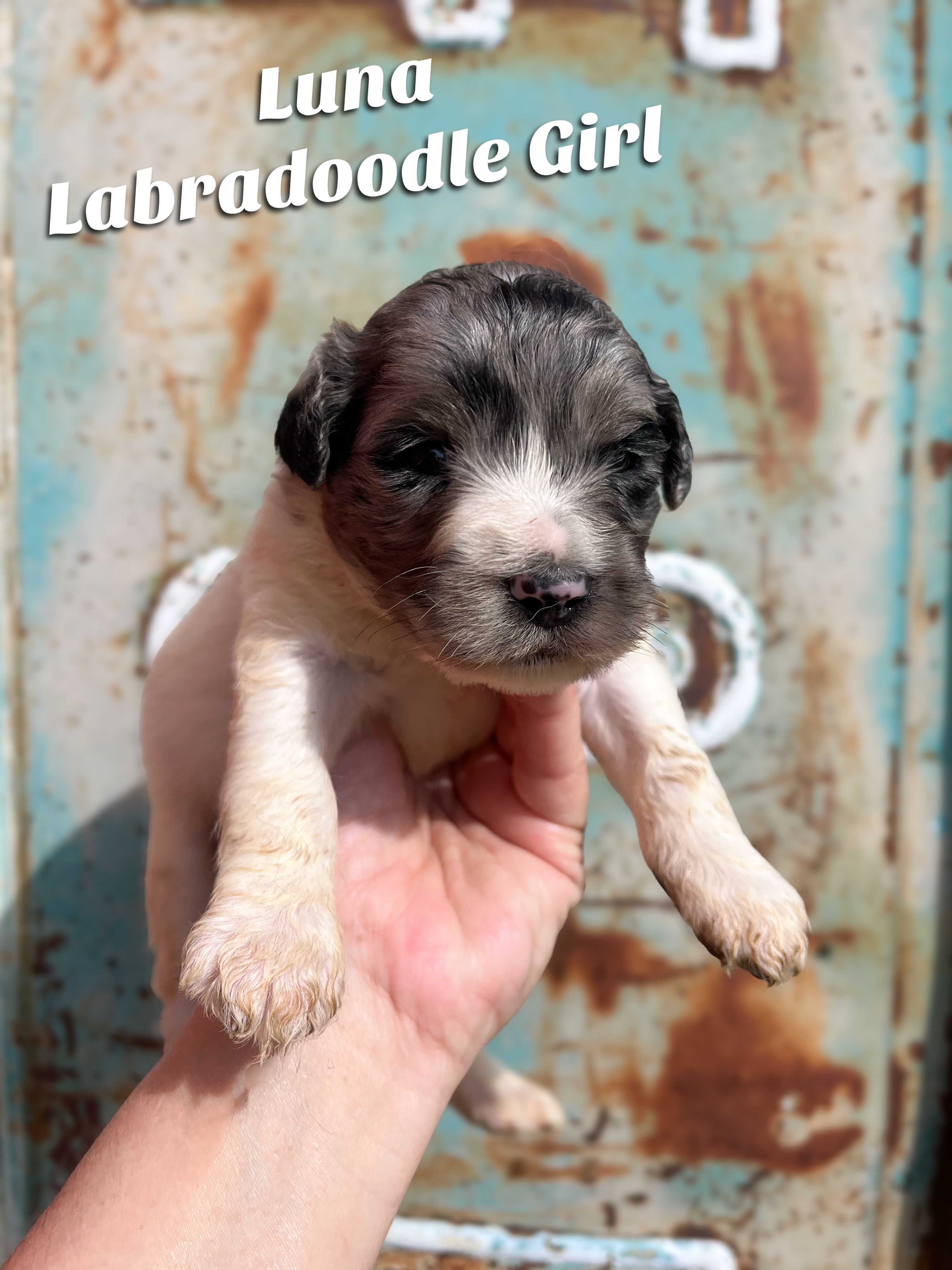 Luna – Labradoodle puppy for sale in Haslet, TX