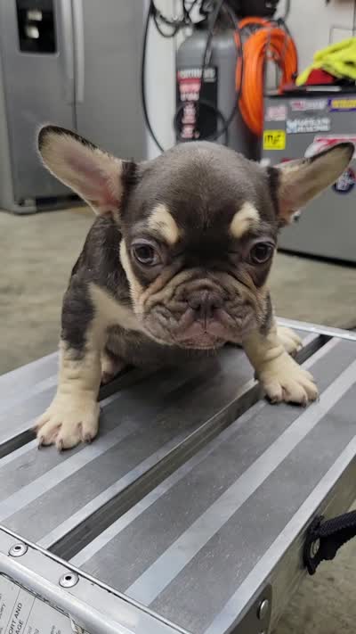 Fluffy carrier chocolate female, a female French Bulldog for sale in Hemet, CA – 2 of 2