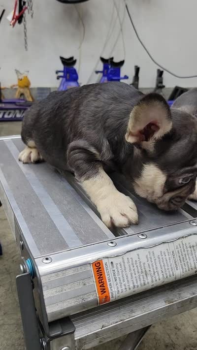 3x fluffy carrier male, a male French Bulldog for sale in Hemet, CA – 2 of 2