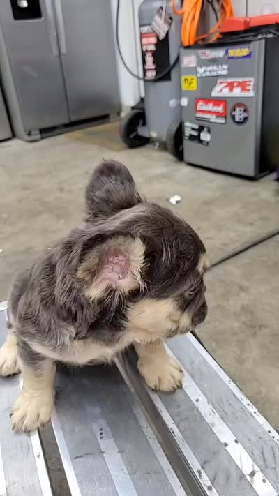 Fluffy frenchie, a male French Bulldog for sale in Hemet, CA – 2 of 2