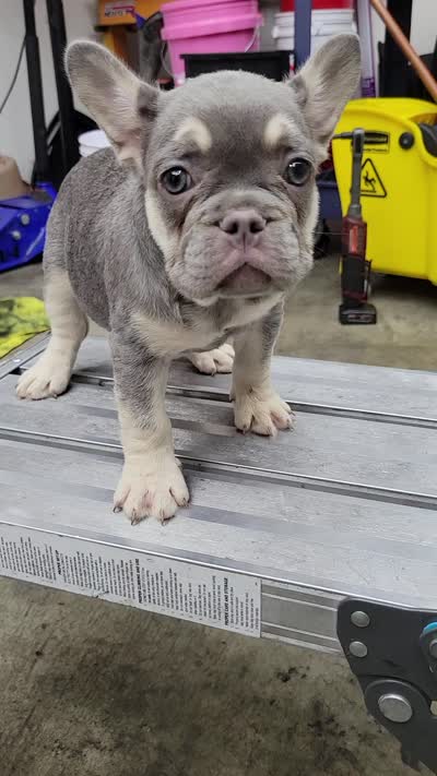 3x Fluffy carrier female frenchie, a female French Bulldog for sale in Hemet, CA – 2 of 2