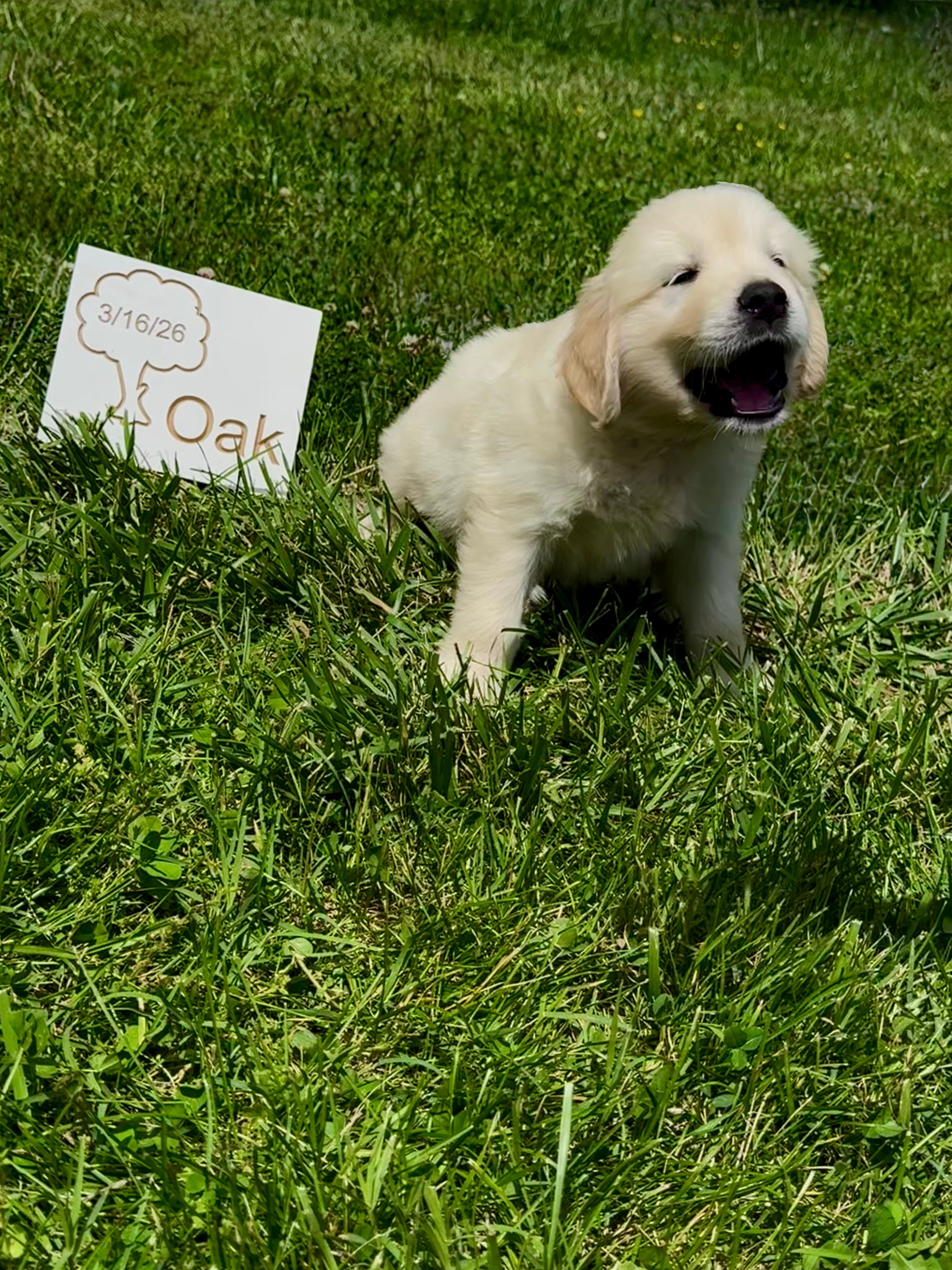 Oak – English Cream Golden Retriever puppy for sale in Purdy, MO