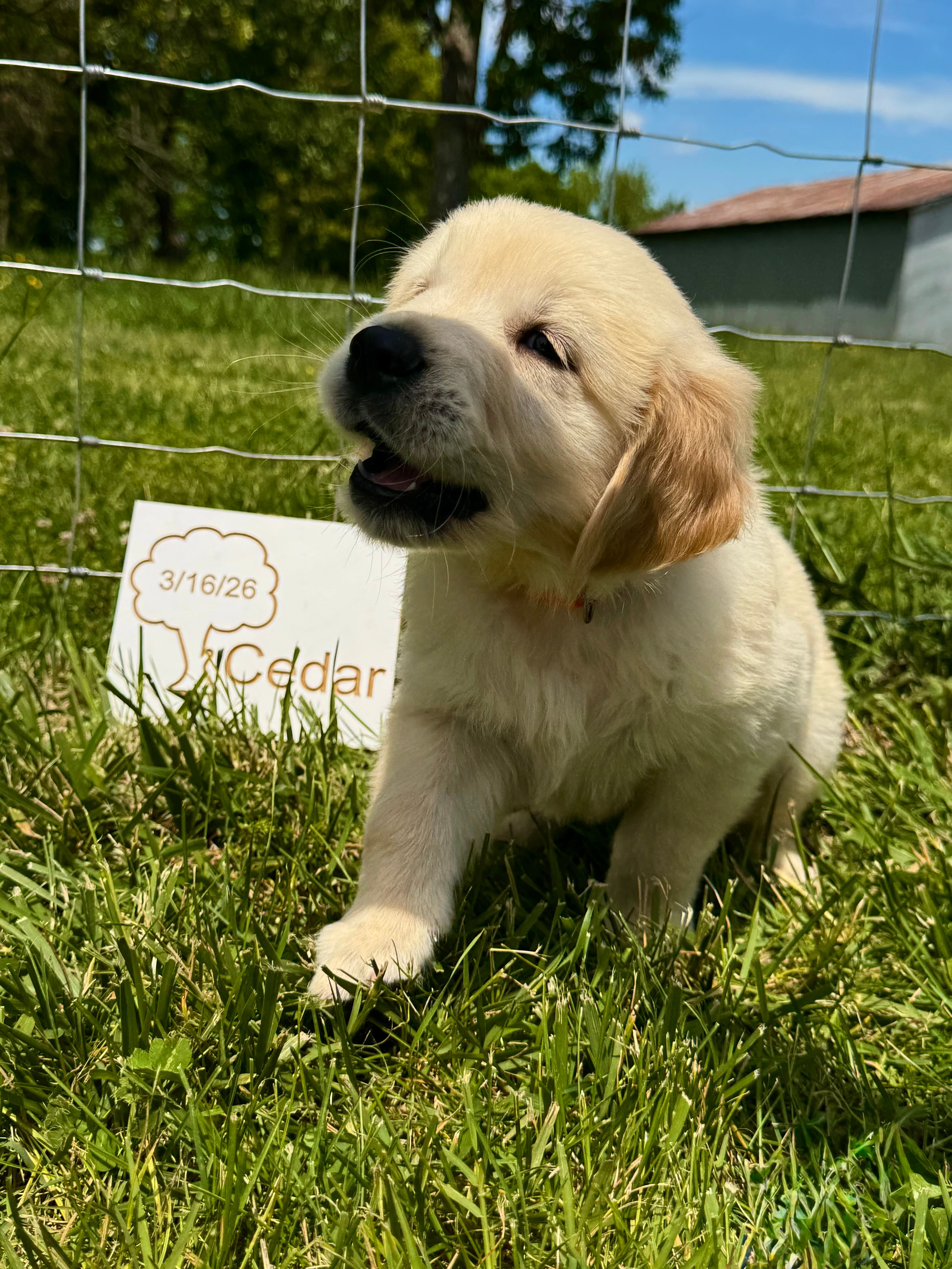 cedar  – English Cream Golden Retriever puppy for sale in Purdy, MO
