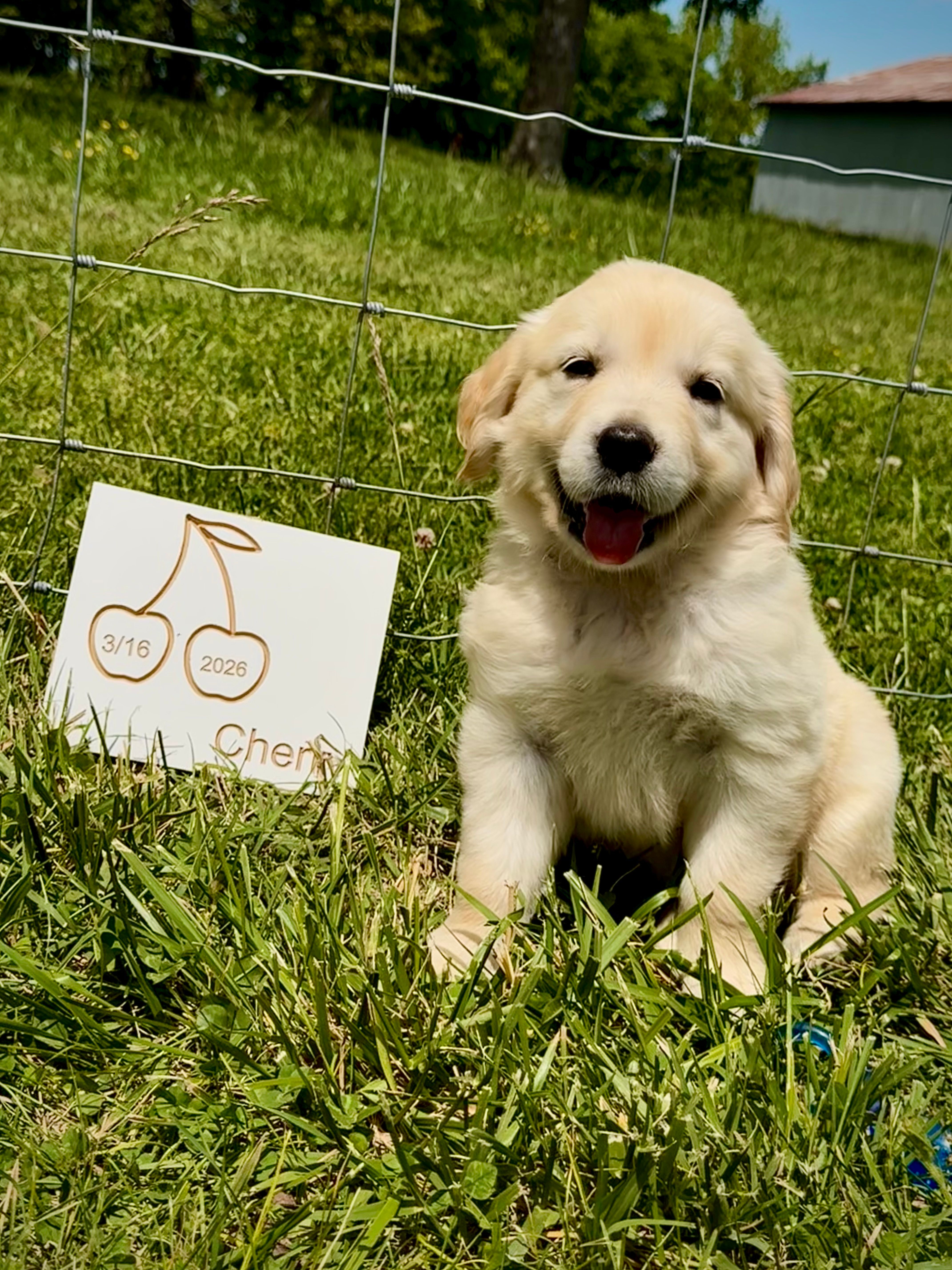 Cherry  – English Cream Golden Retriever puppy for sale in Purdy, MO