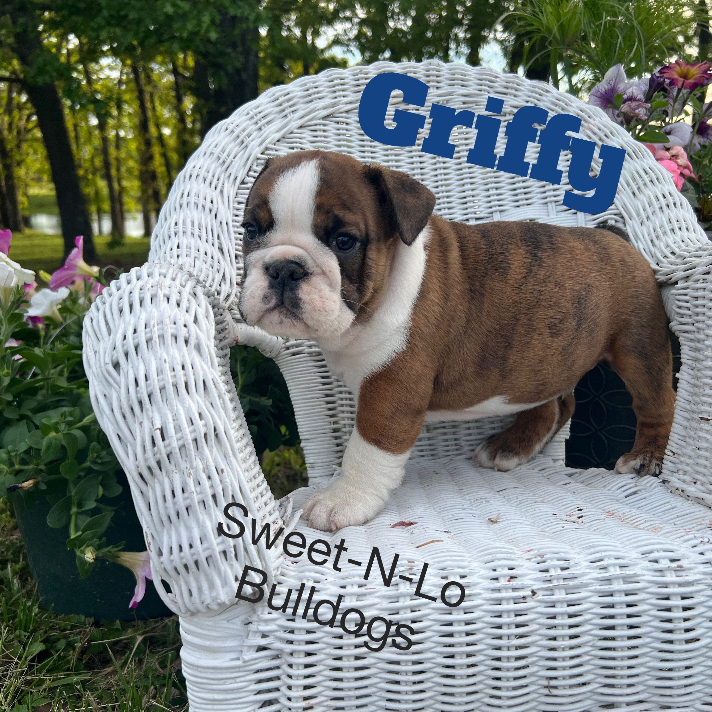 Griffy – English Bulldog puppy for sale in Tennessee, TN