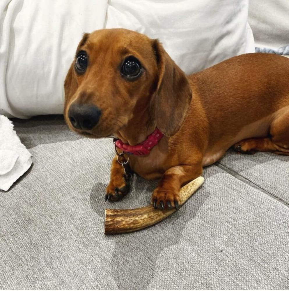 Tianna  – Miniature Dachshund puppy for sale in Houston, TX