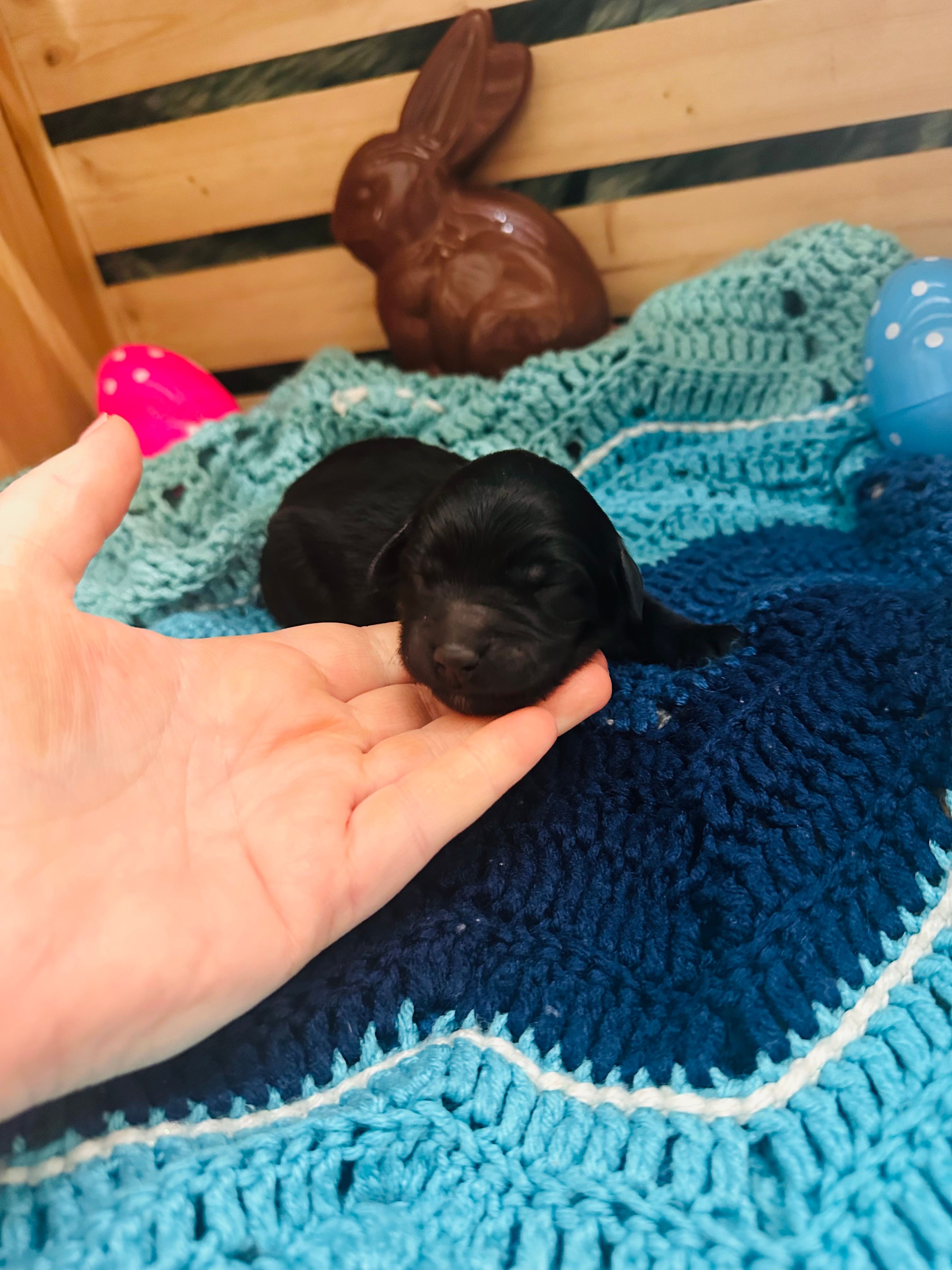 Pepper – Goldendoodle puppy for sale in Barron, WI