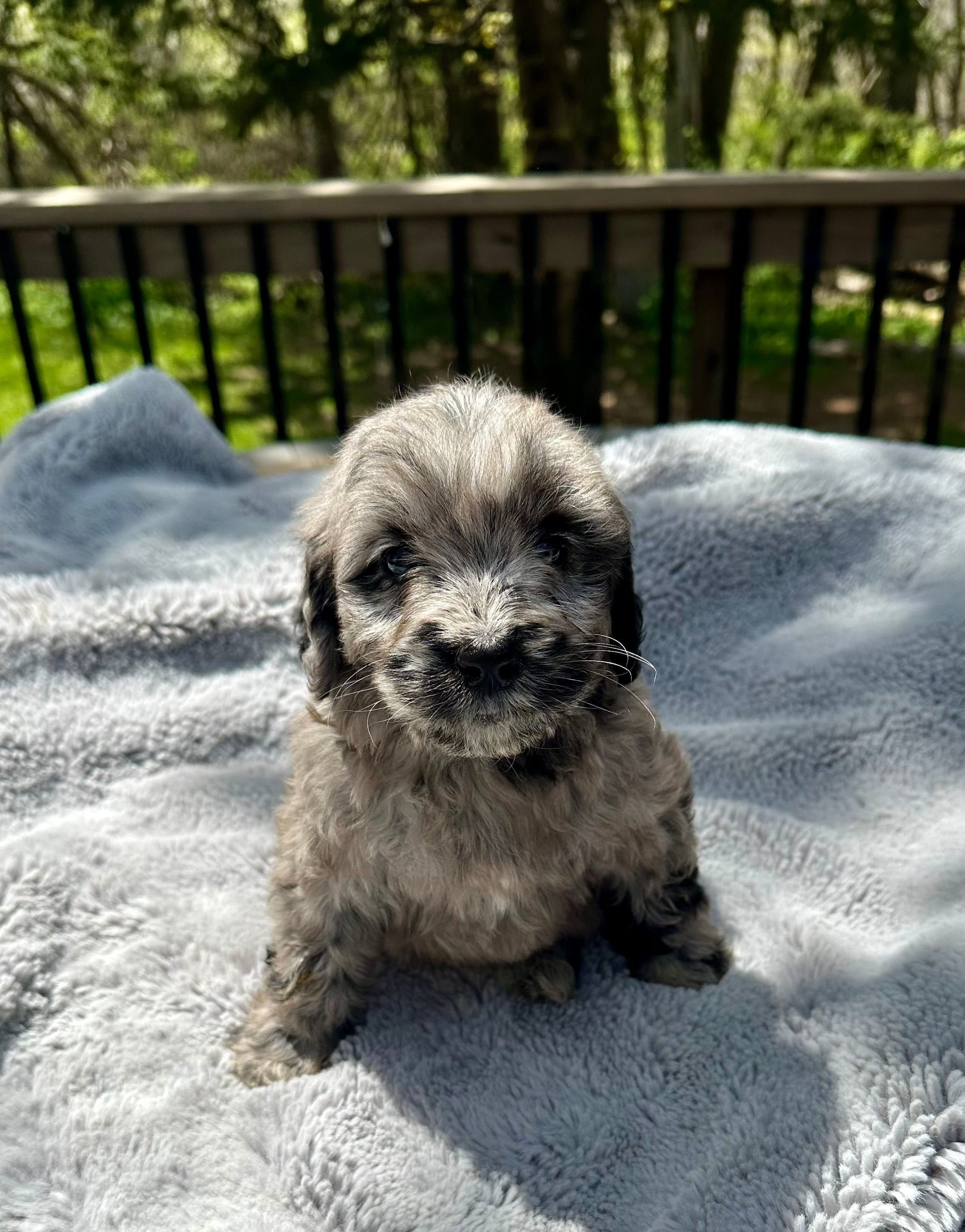Dolly – Goldendoodle puppy for sale in Barron, WI