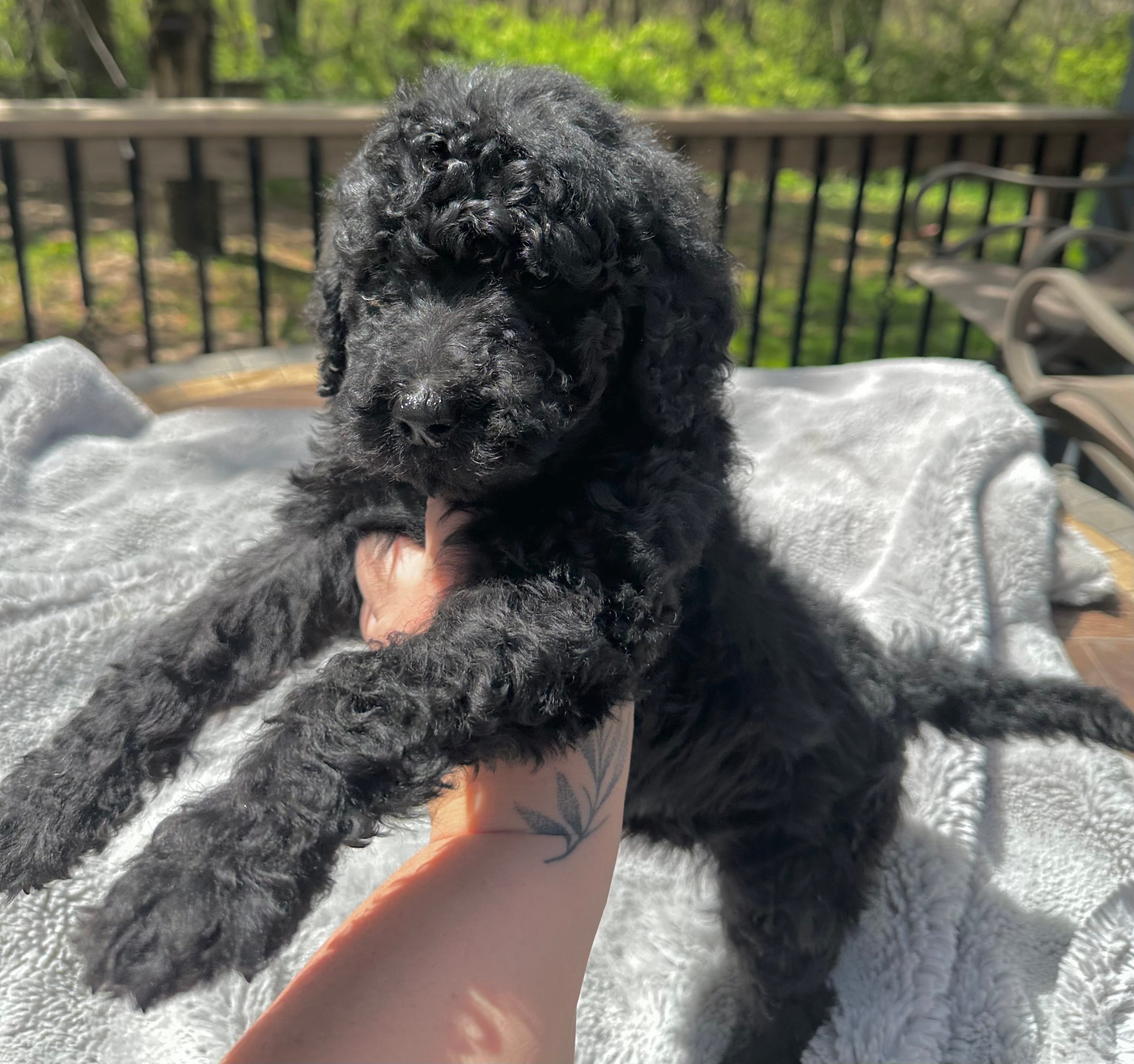 Onyx – Goldendoodle puppy for sale in Barron, WI