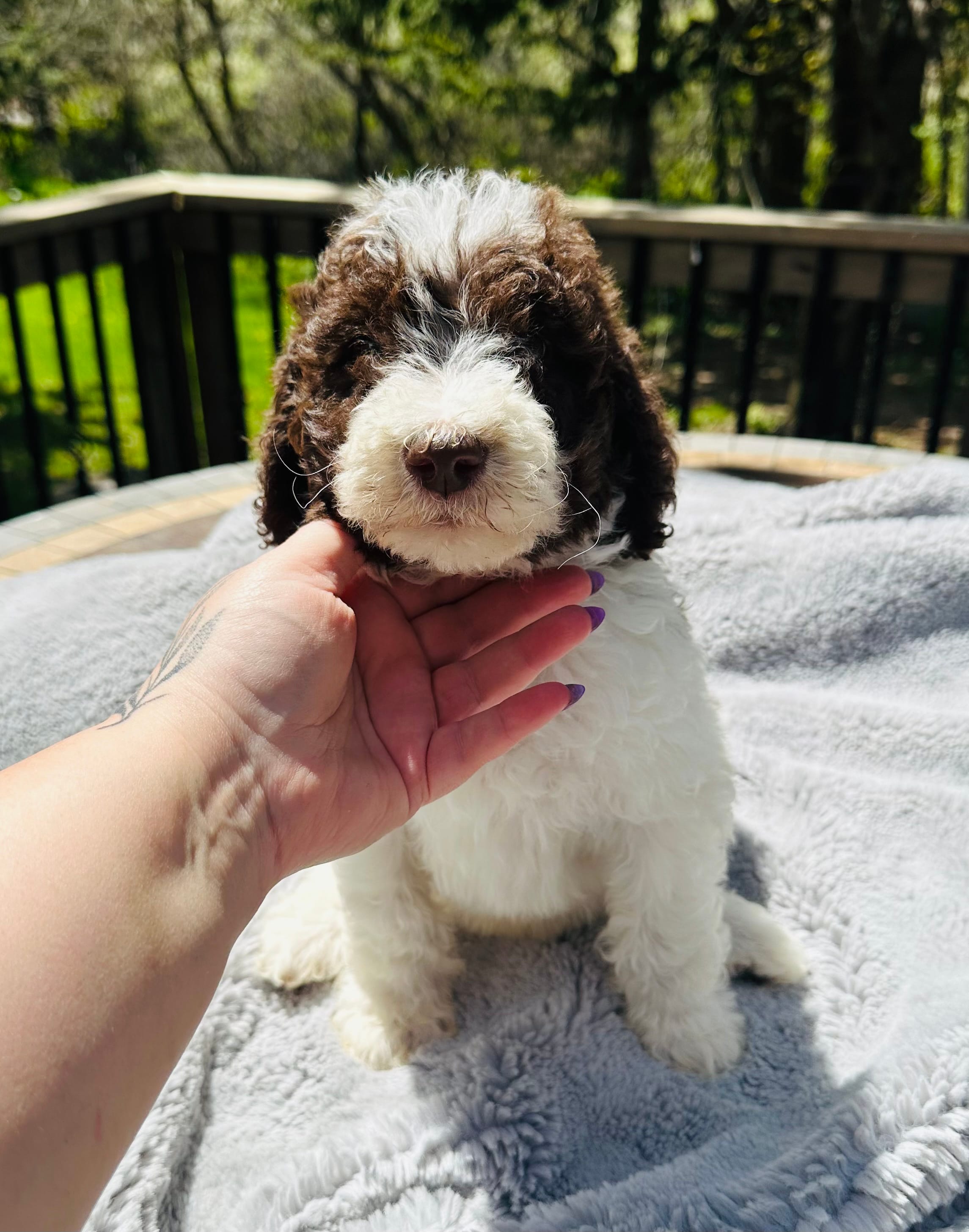 Lucky – Goldendoodle puppy for sale in Barron, WI