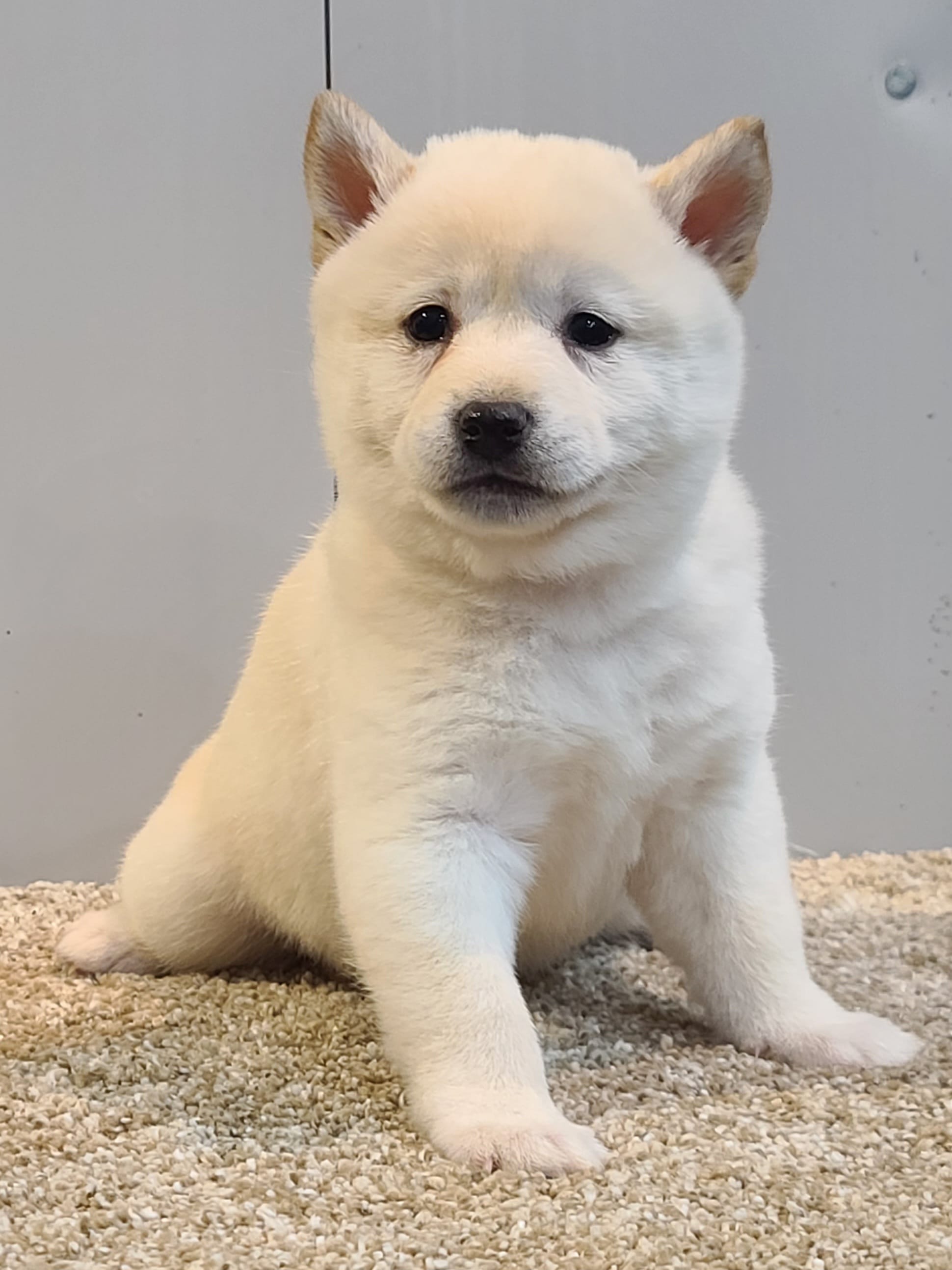 Tasha – Shiba Inu puppy for sale in Orwell, OH