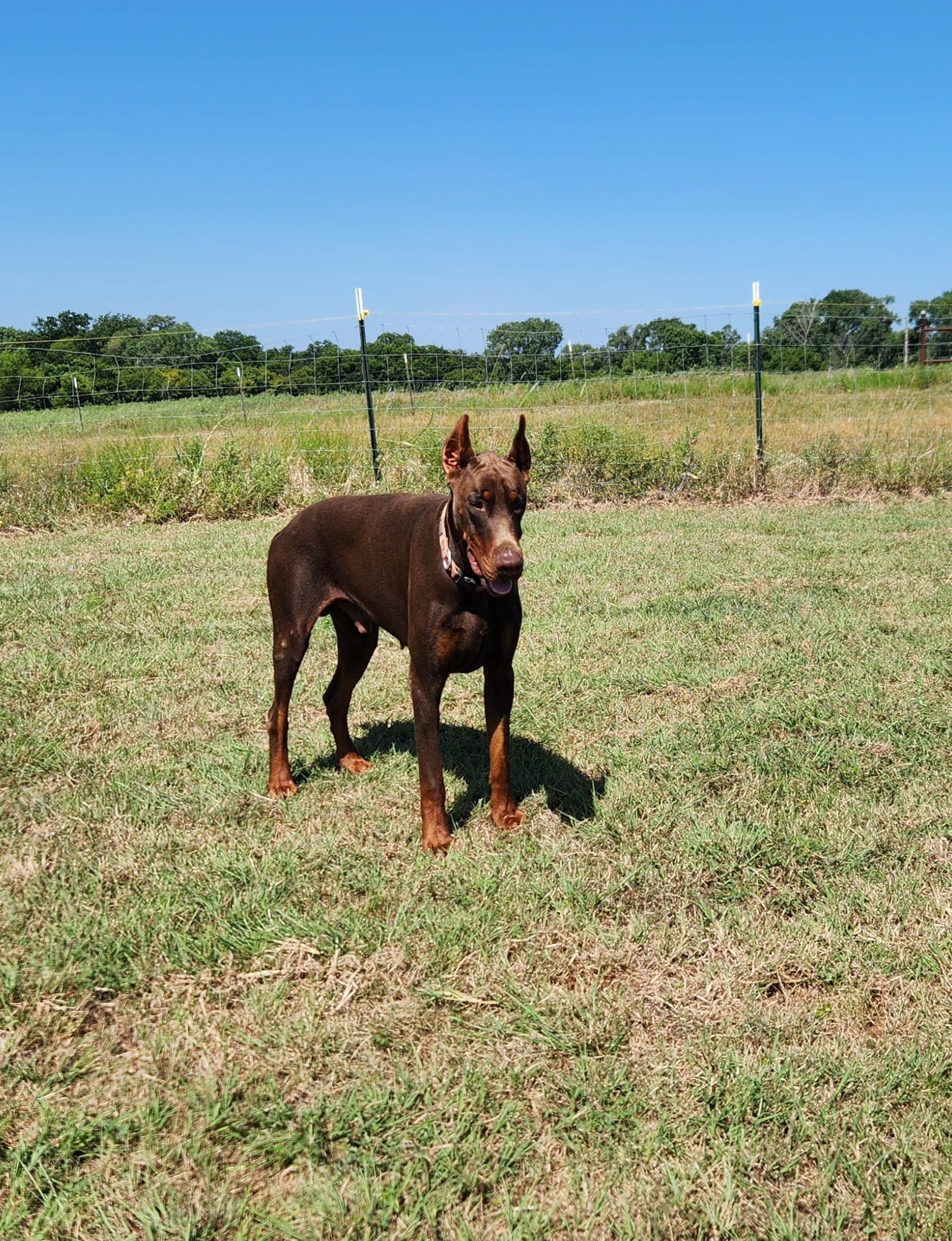 Roo – Doberman Pinscher puppy for sale in Comanche, OK