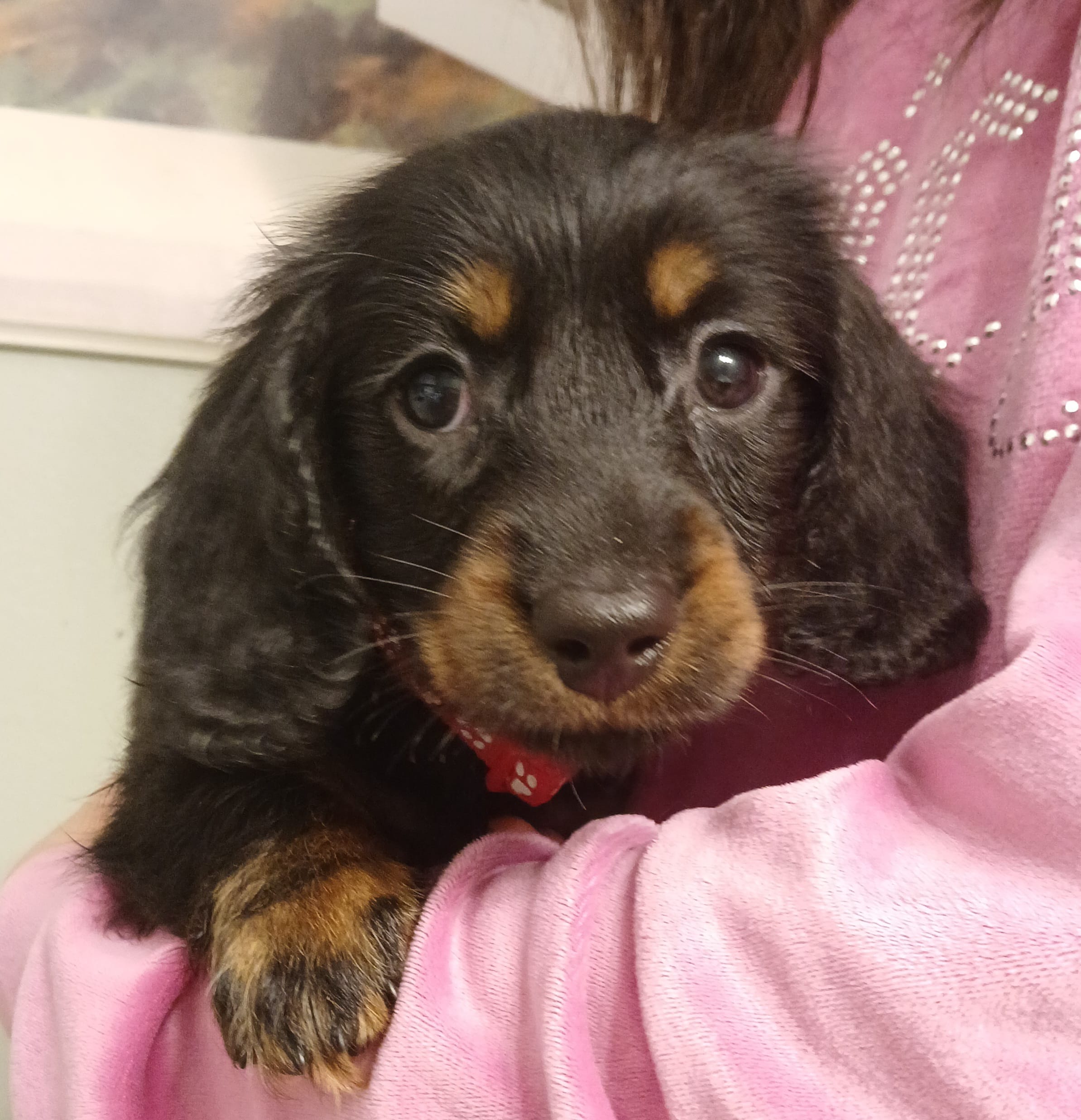 Lucky  – Miniature Dachshund puppy for sale in Burlington, MA