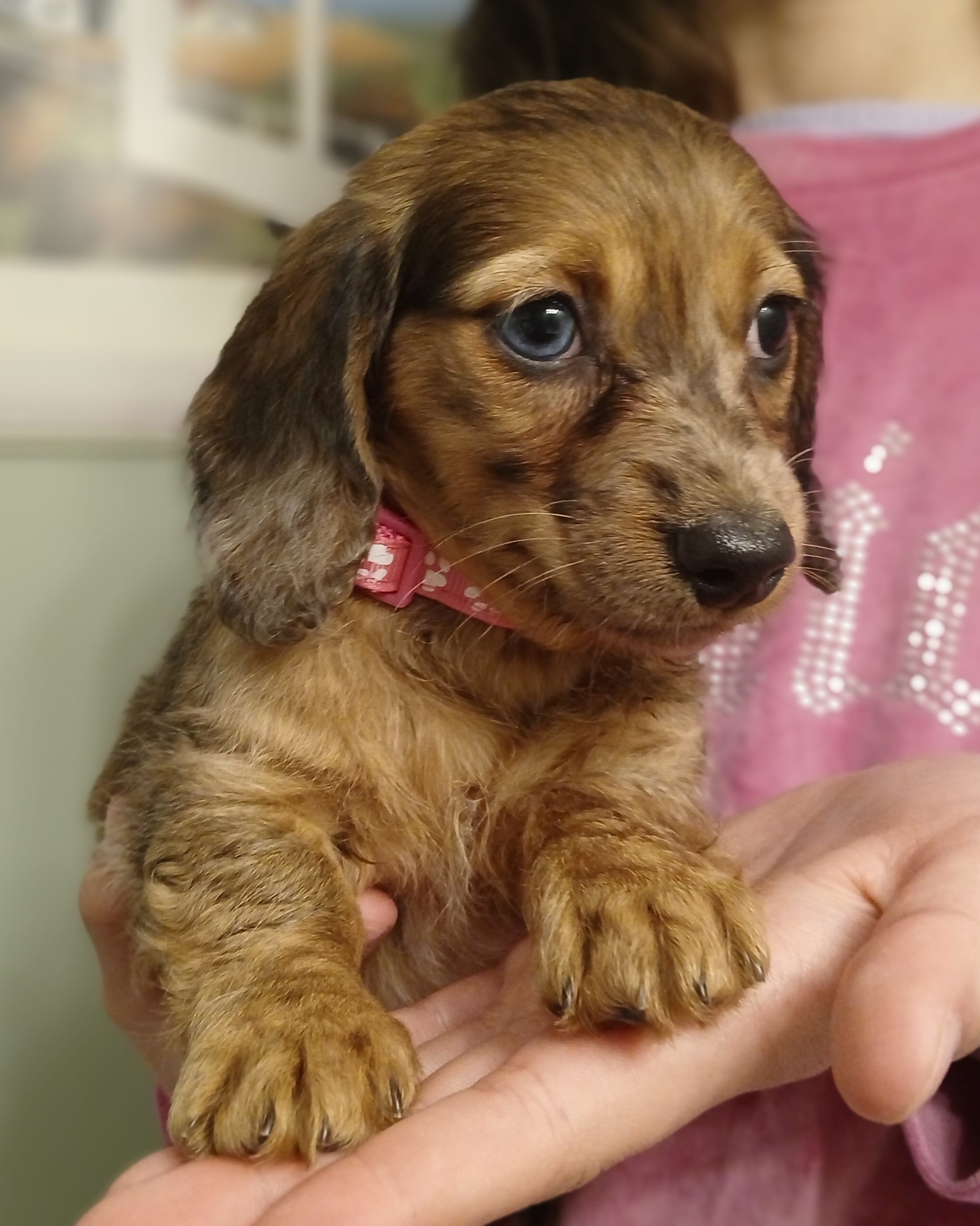 Ruby – Miniature Dachshund puppy for sale in Burlington, MA