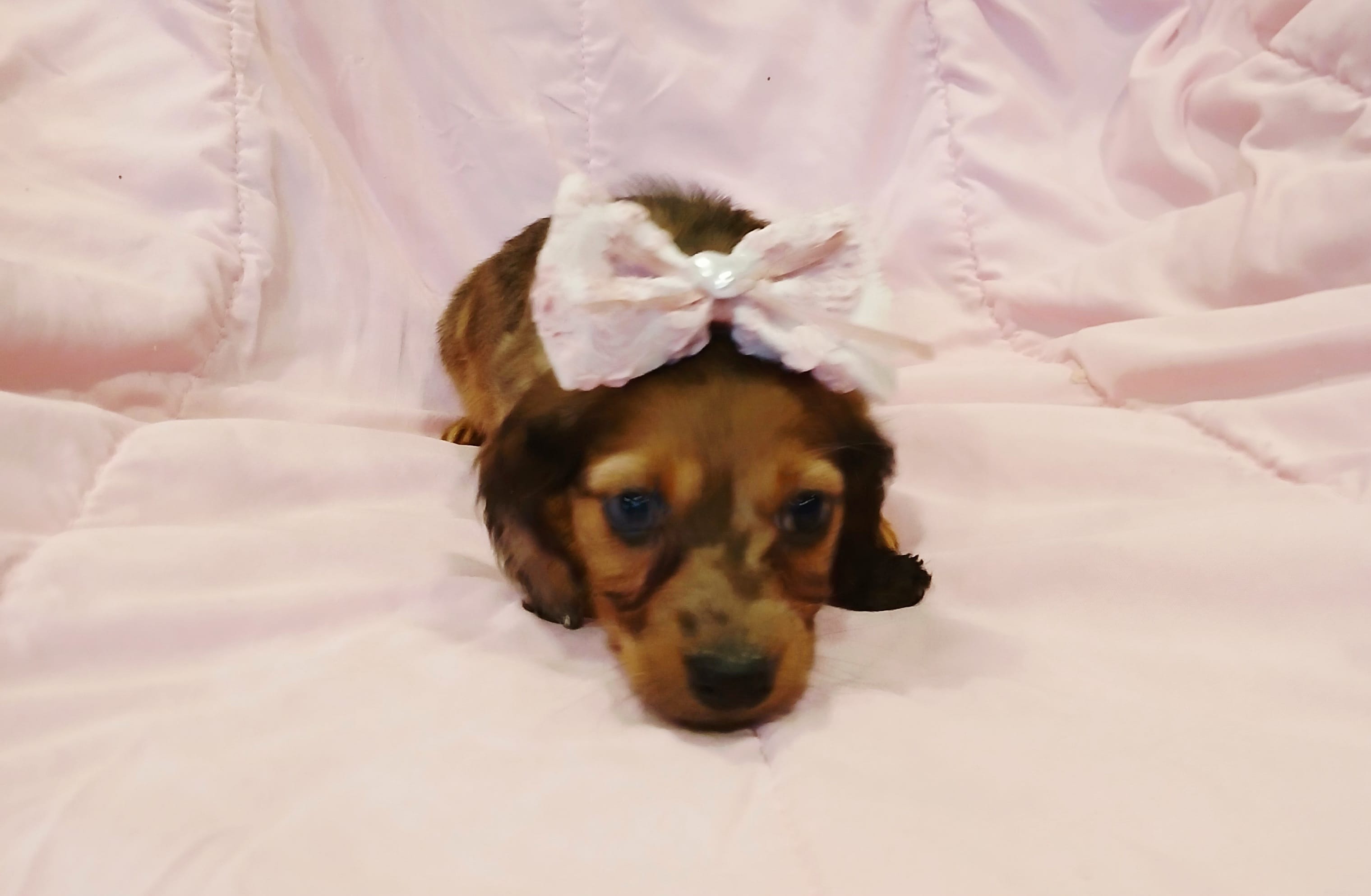 Ruby – Miniature Dachshund puppy for sale in Burlington, MA