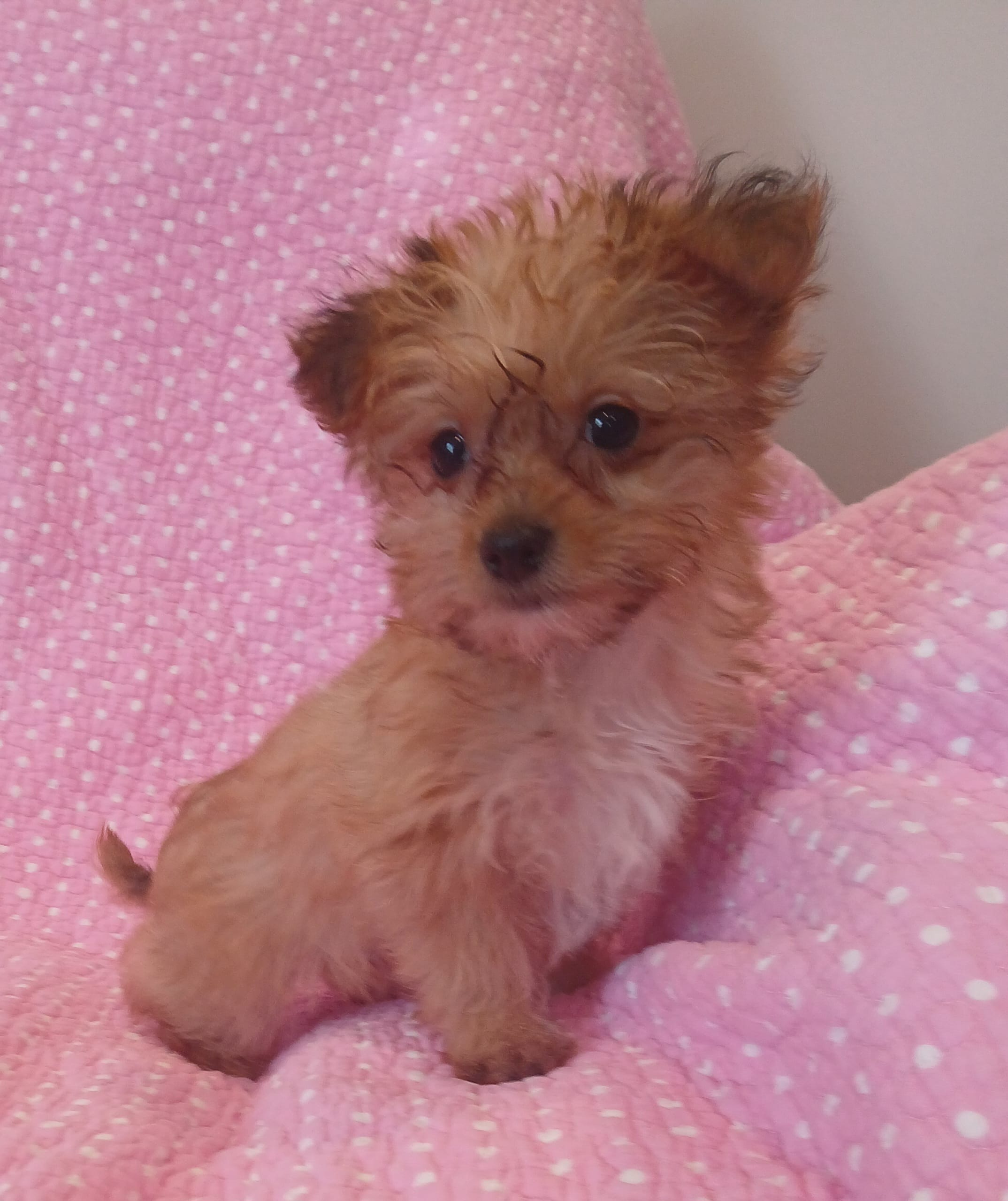 Starry – Yorkipoo puppy for sale in Peabody, MA