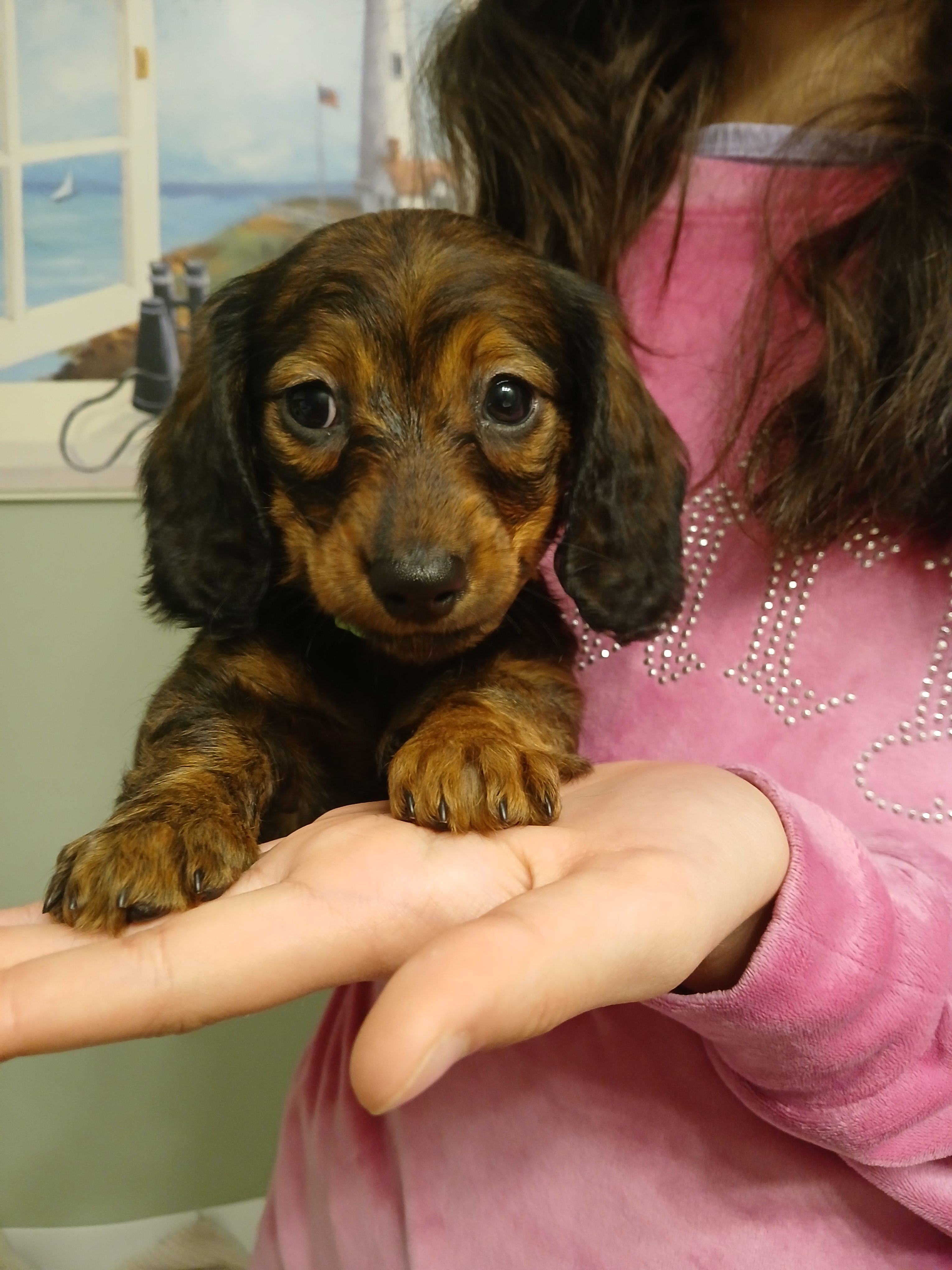 Mia – Miniature Dachshund puppy for sale in Burlington, MA