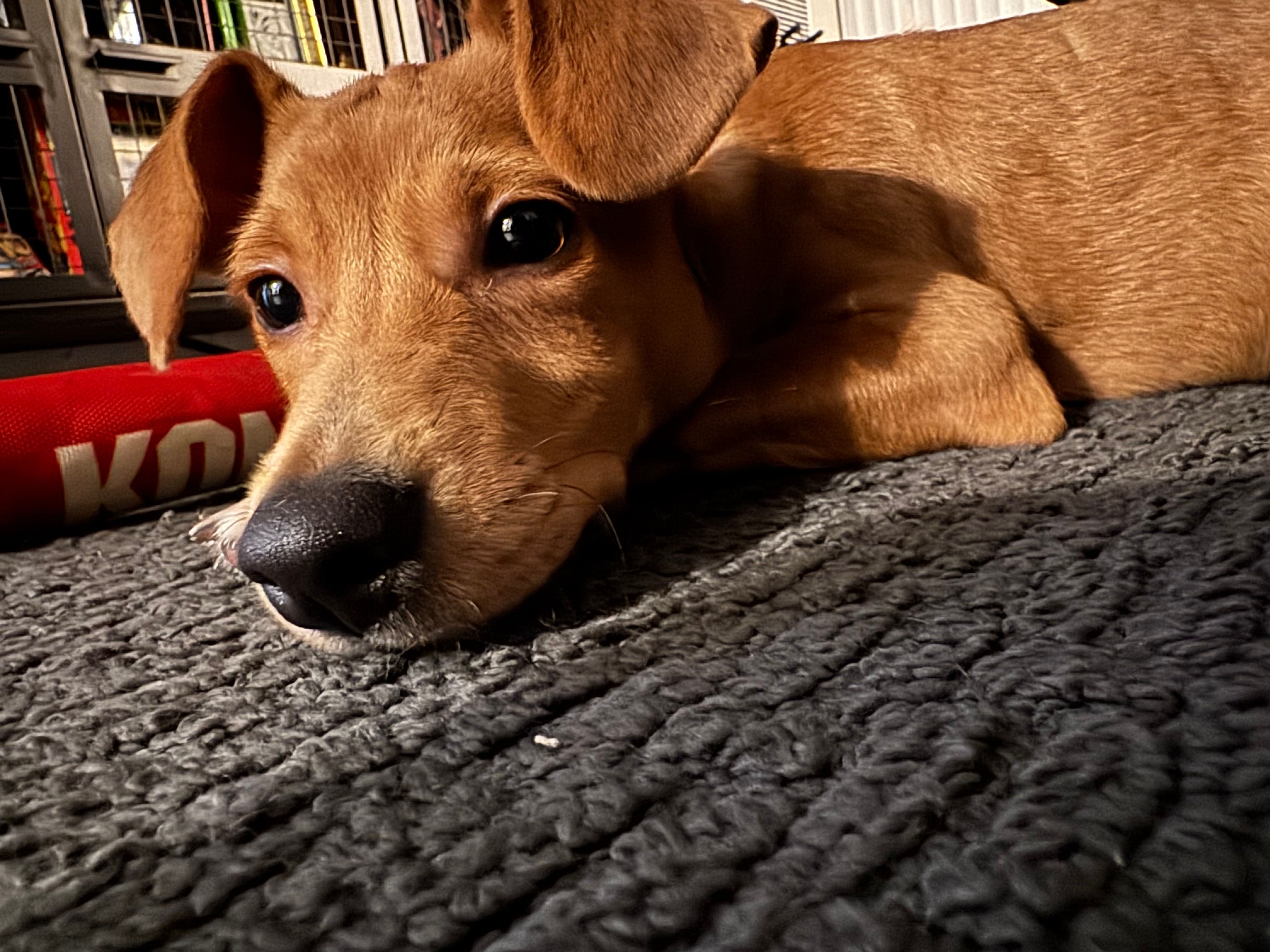 Bailey – Dachshund, Chihuahua puppy for sale in Anaheim, CA