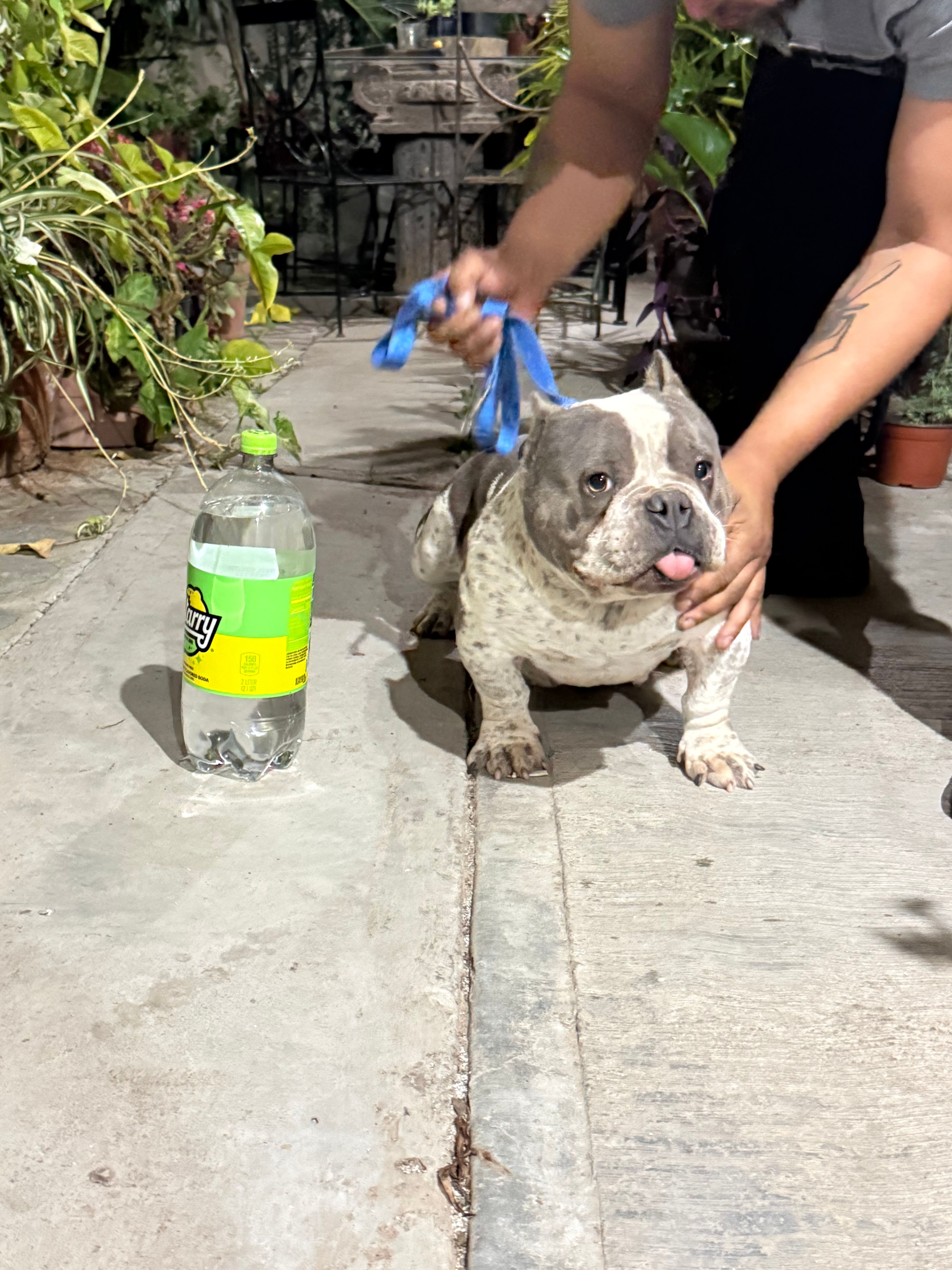 MAYA – American Bully puppy for sale in San Diego, CA