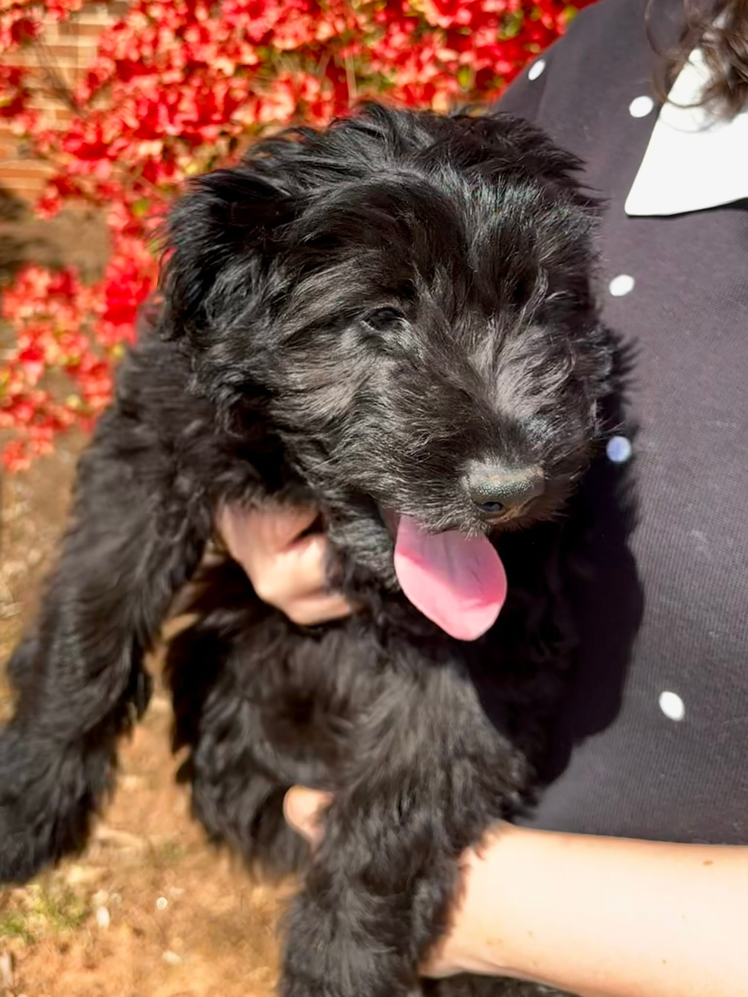 Beau – Miniature Aussiedoodle puppy for sale in Stokesdale, NC
