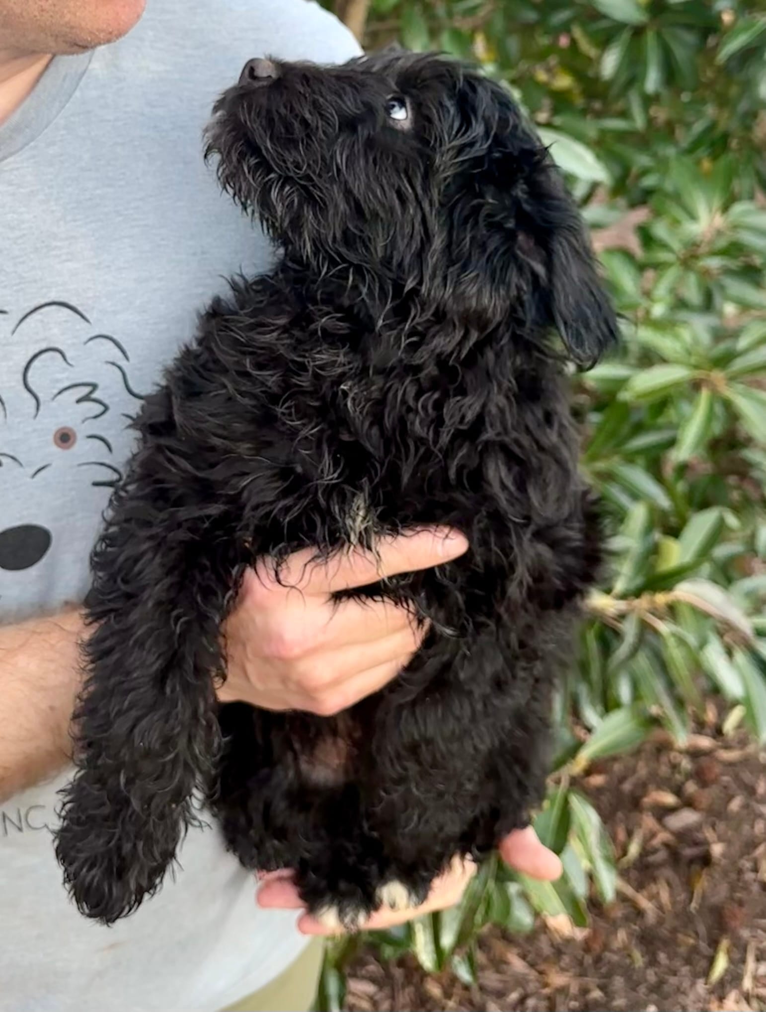 Teddy – Miniature Aussiedoodle puppy for sale in Stokesdale, NC