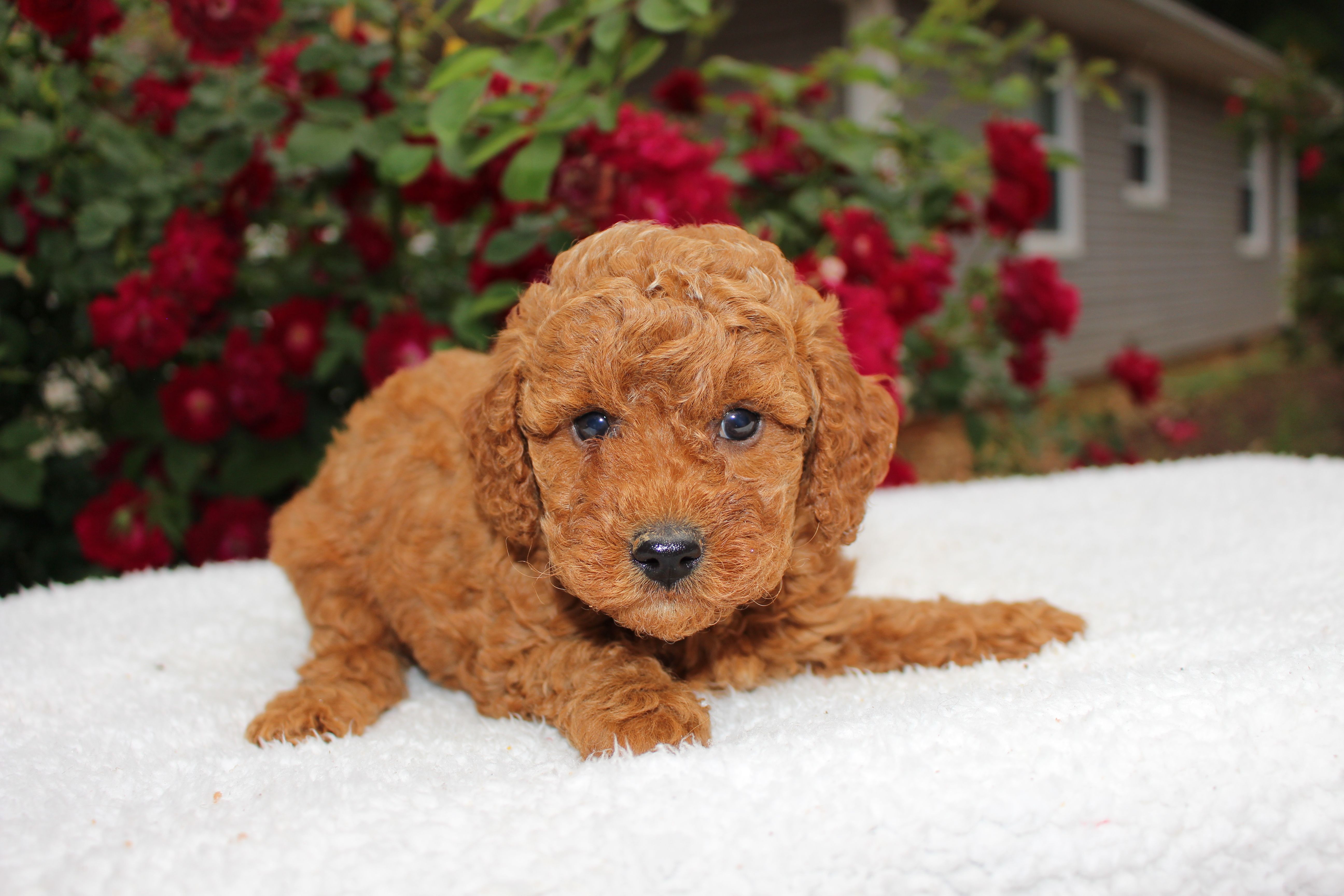 Ash- AKC Mini Poodle in NC – Poodle - Miniature  puppy for sale in Stokesdale, NC