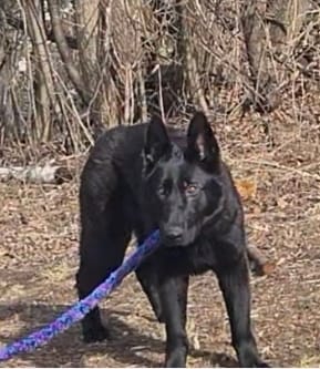 Black diamond – German Shepherd Dog puppy for sale in Cadott, WI