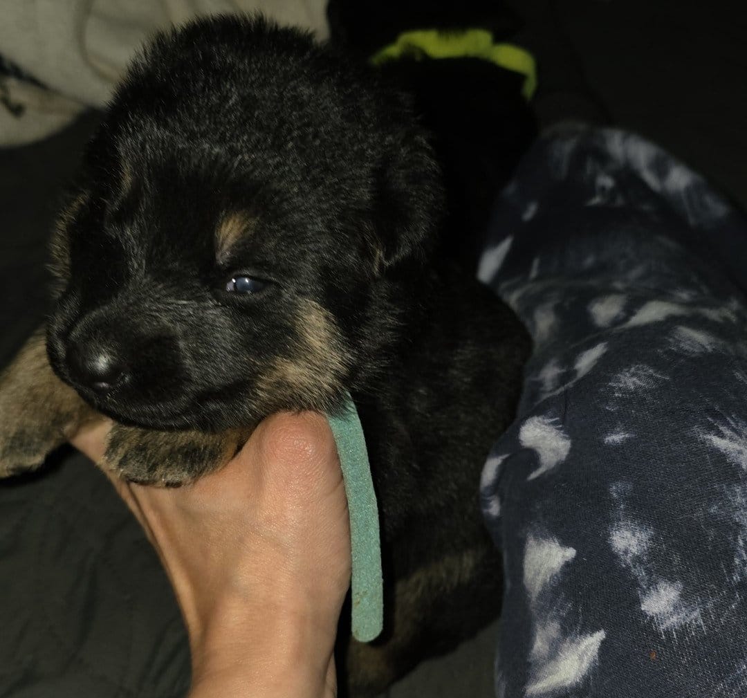 Male 1 – German Shepherd Dog puppy for sale in Cadott, WI