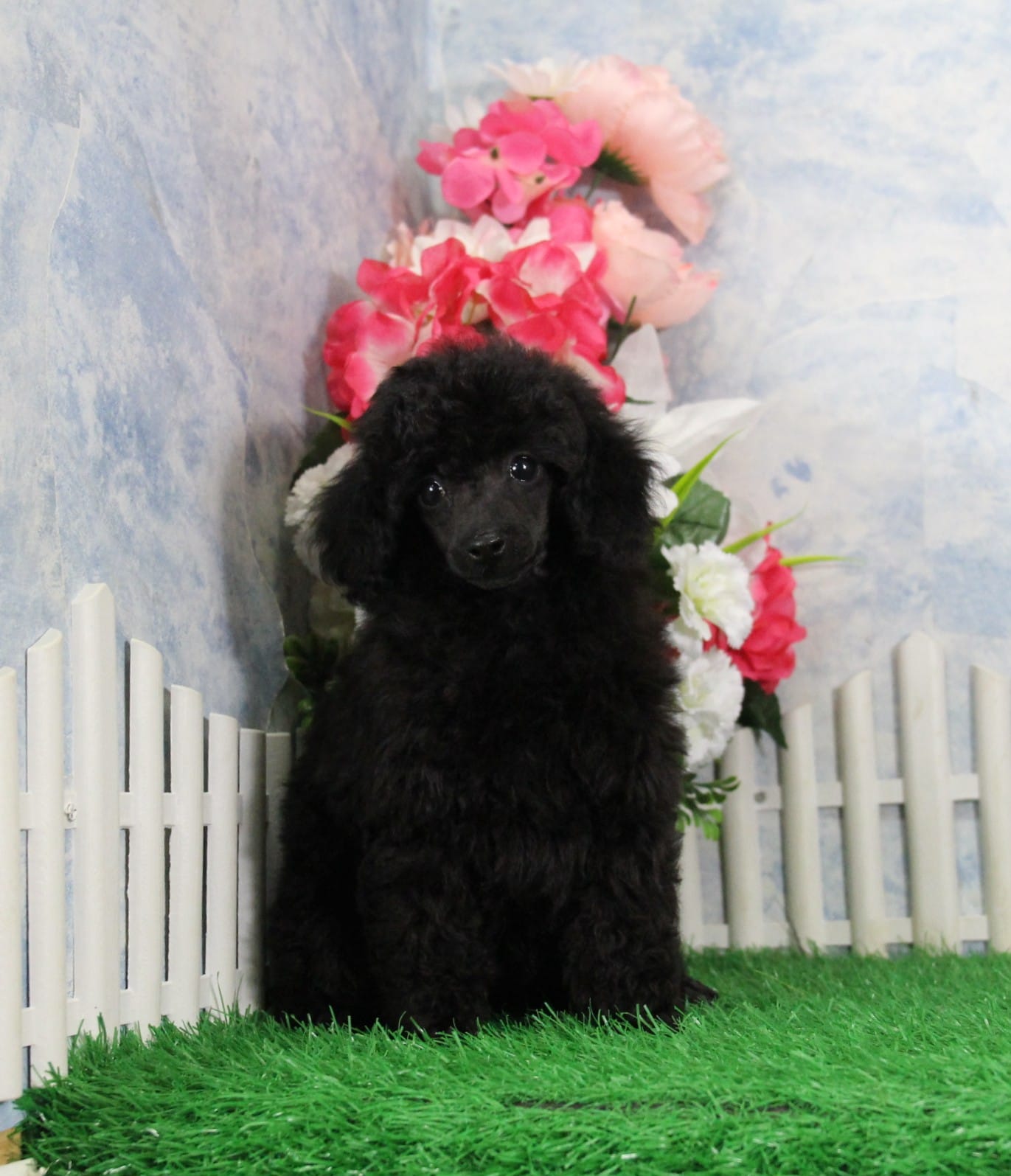 Pepper, AKC Champion Sired – Poodle - Toy  puppy for sale in Butler, MO