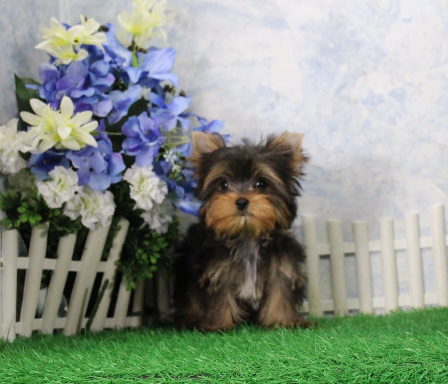 AKC Dante – Yorkshire Terrier puppy for sale in Butler, MO