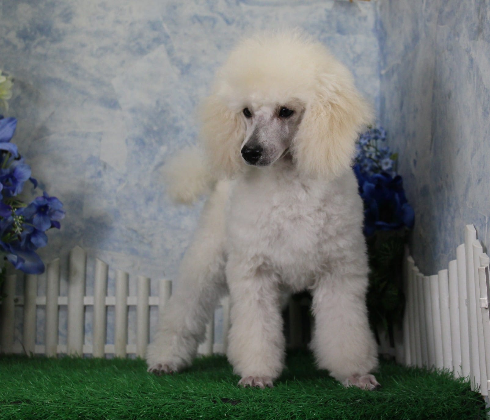 Alex, AKC Grand Champion Sired – Poodle - Toy  puppy for sale in Butler, MO
