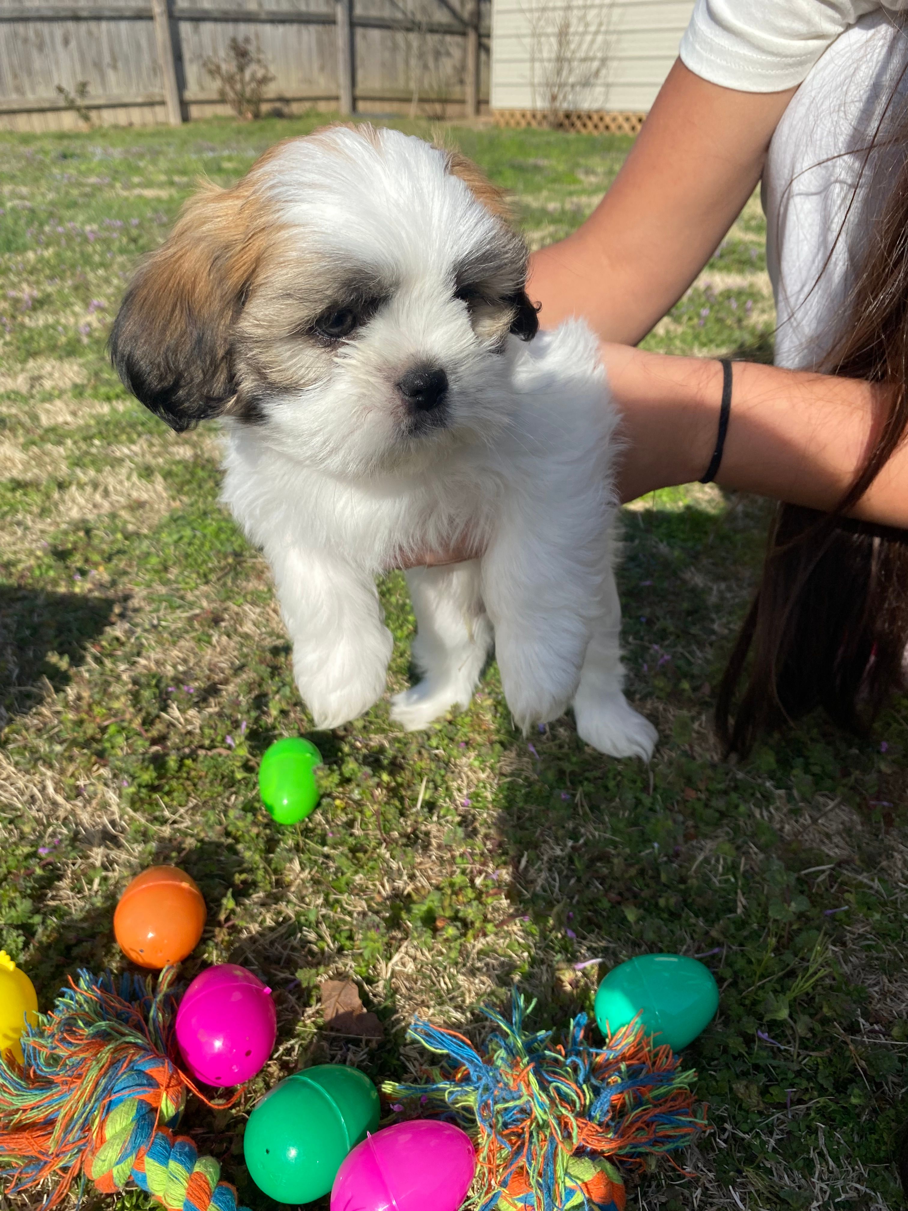Blonde – Shih Tzu puppy for sale in Springdale, AR