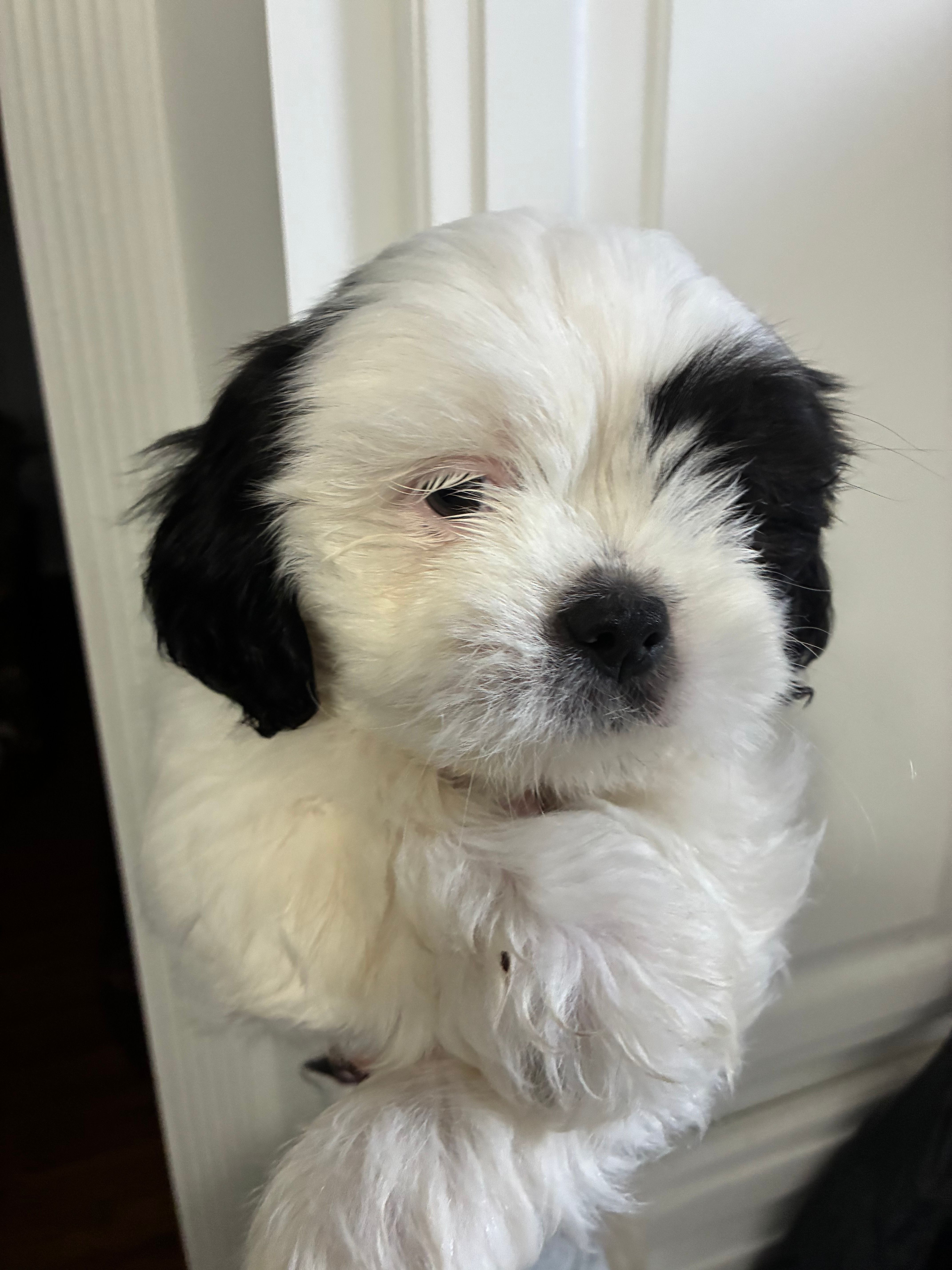 Snuppy – Shih Tzu puppy for sale in Springdale, AR