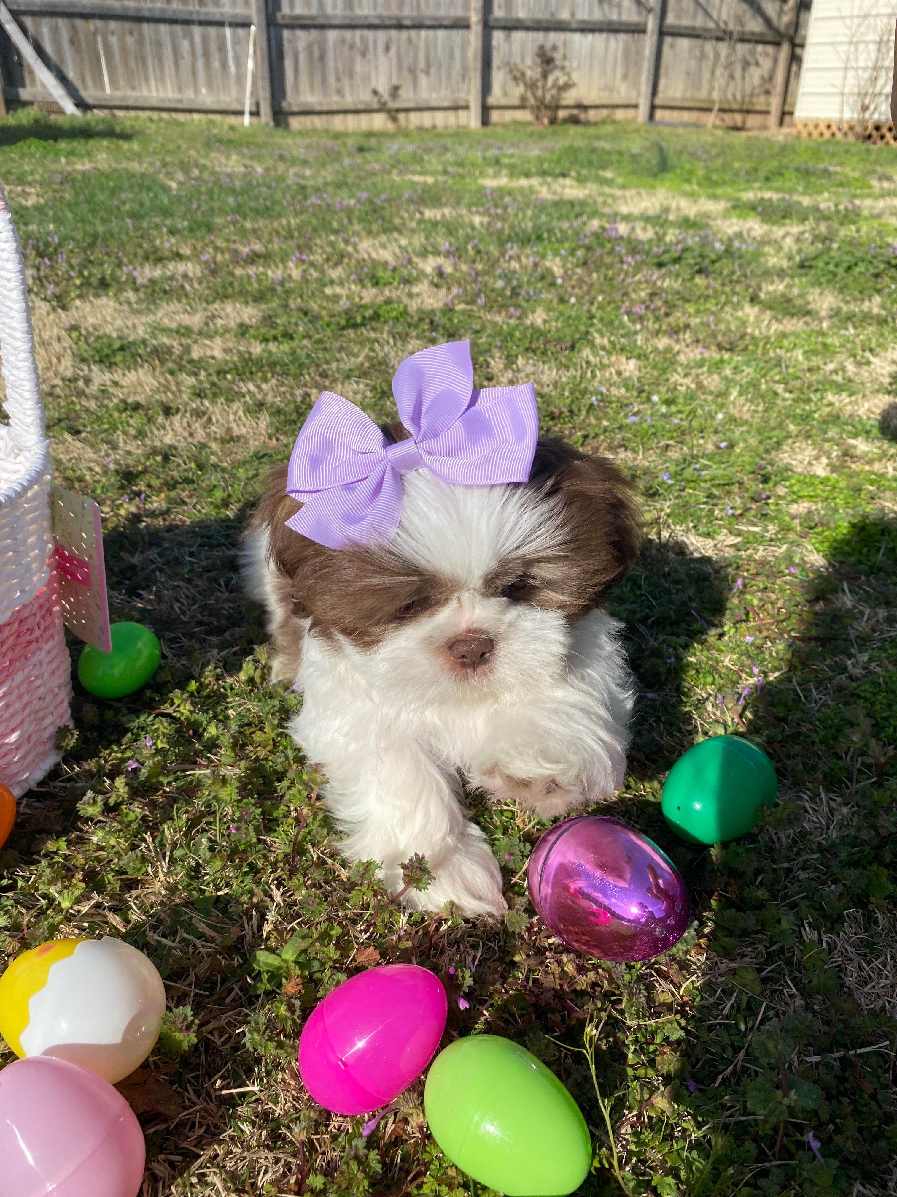 Cookie  – Shih Tzu puppy for sale in Springdale, AR