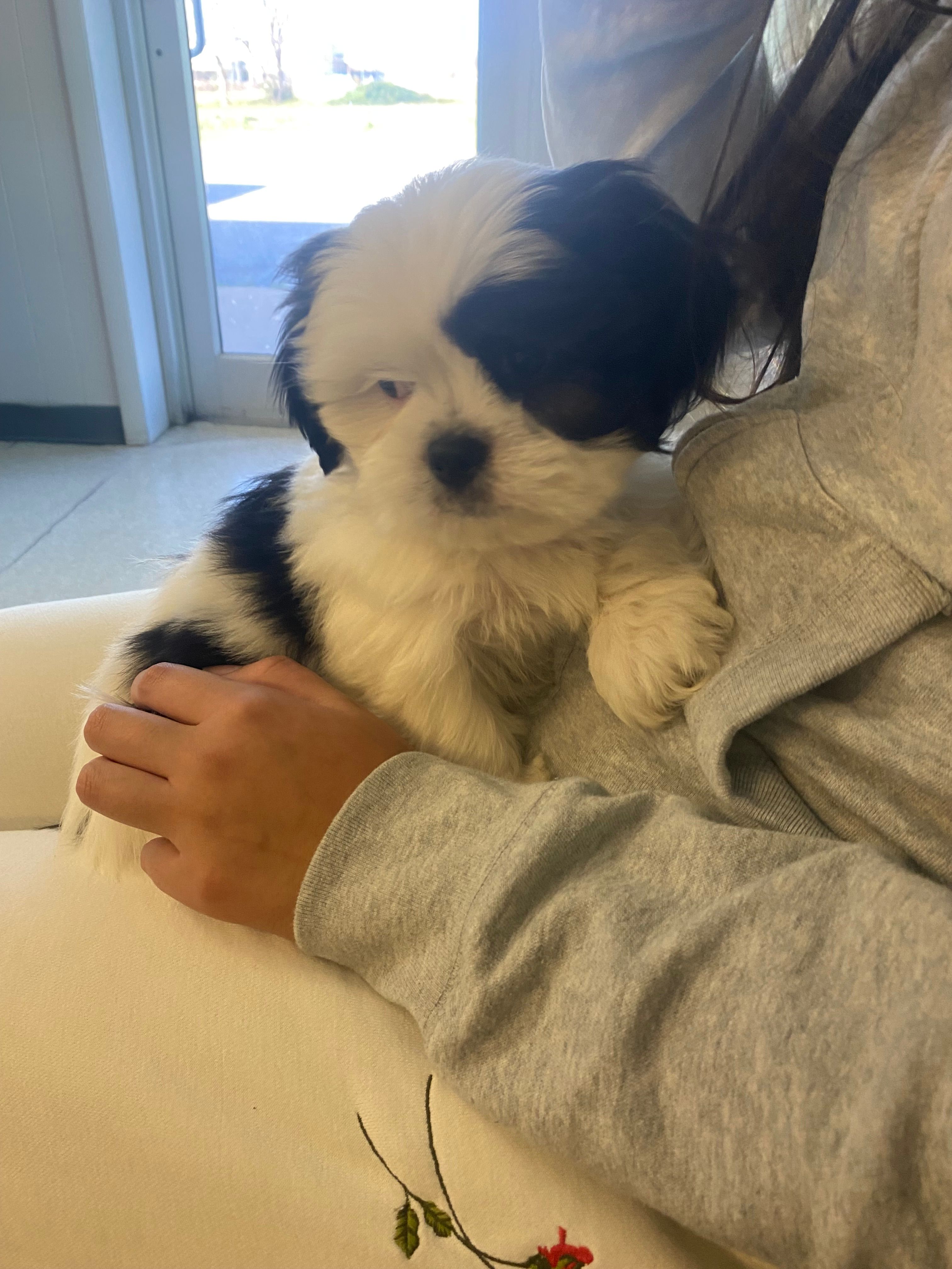 Snuppy – Shih Tzu puppy for sale in Springdale, AR