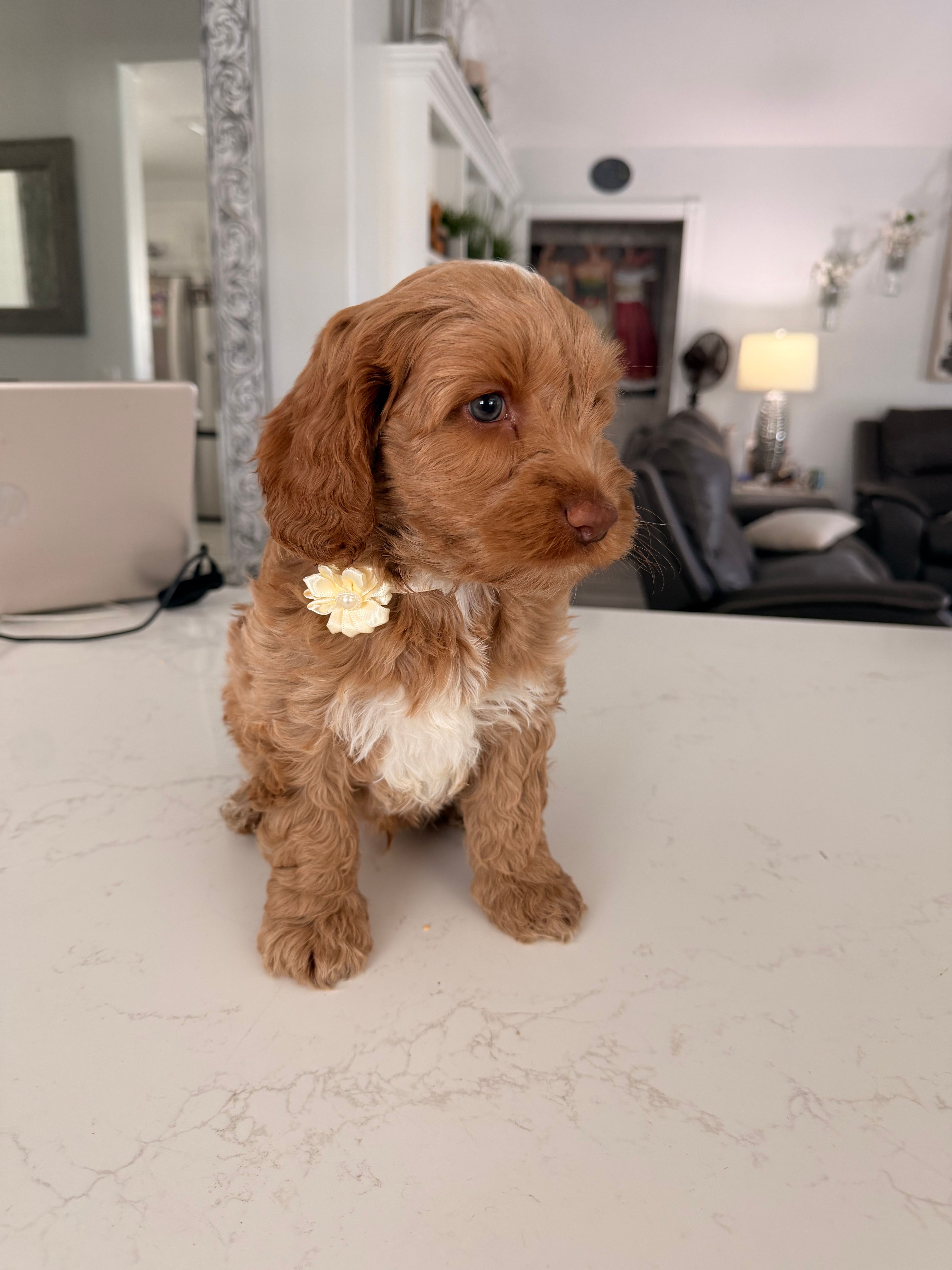 Boy2 – Australian Labradoodle puppy for sale in Bakersfield, CA