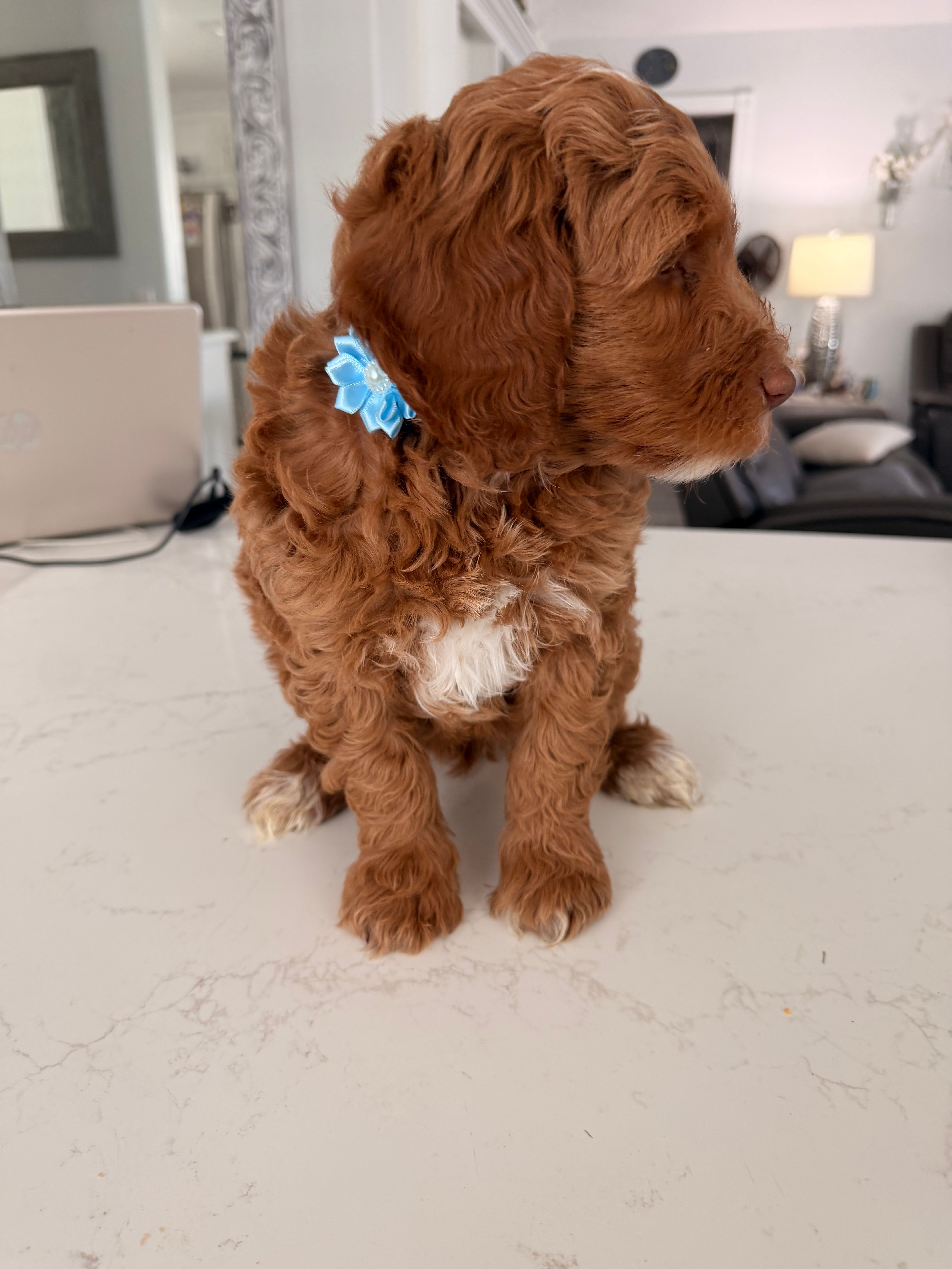 Boy2 – Australian Labradoodle puppy for sale in Bakersfield, CA
