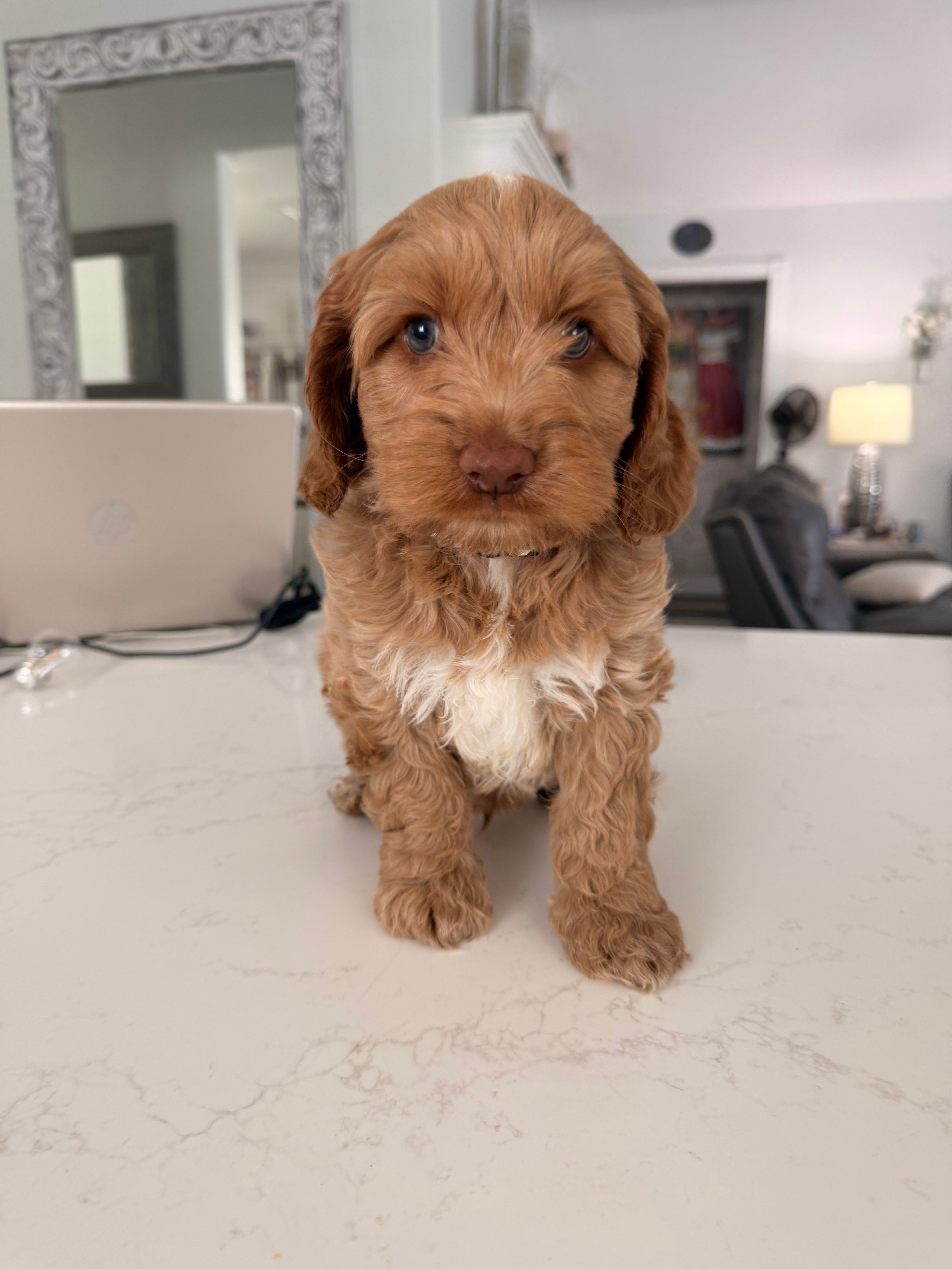 Boy1 – Labradoodle puppy for sale in Bakersfield, CA