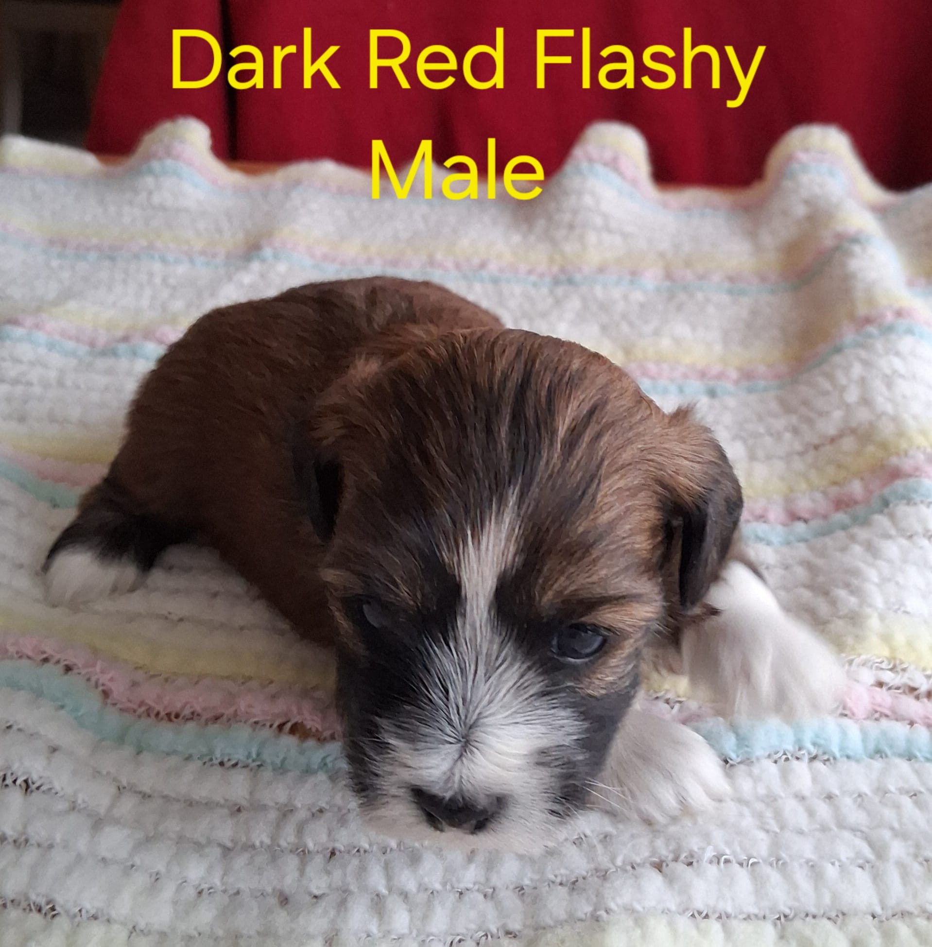 AKC Gorgeous Flashy Red Male Champion Lines  – Havanese puppy for sale in Gasport, NY