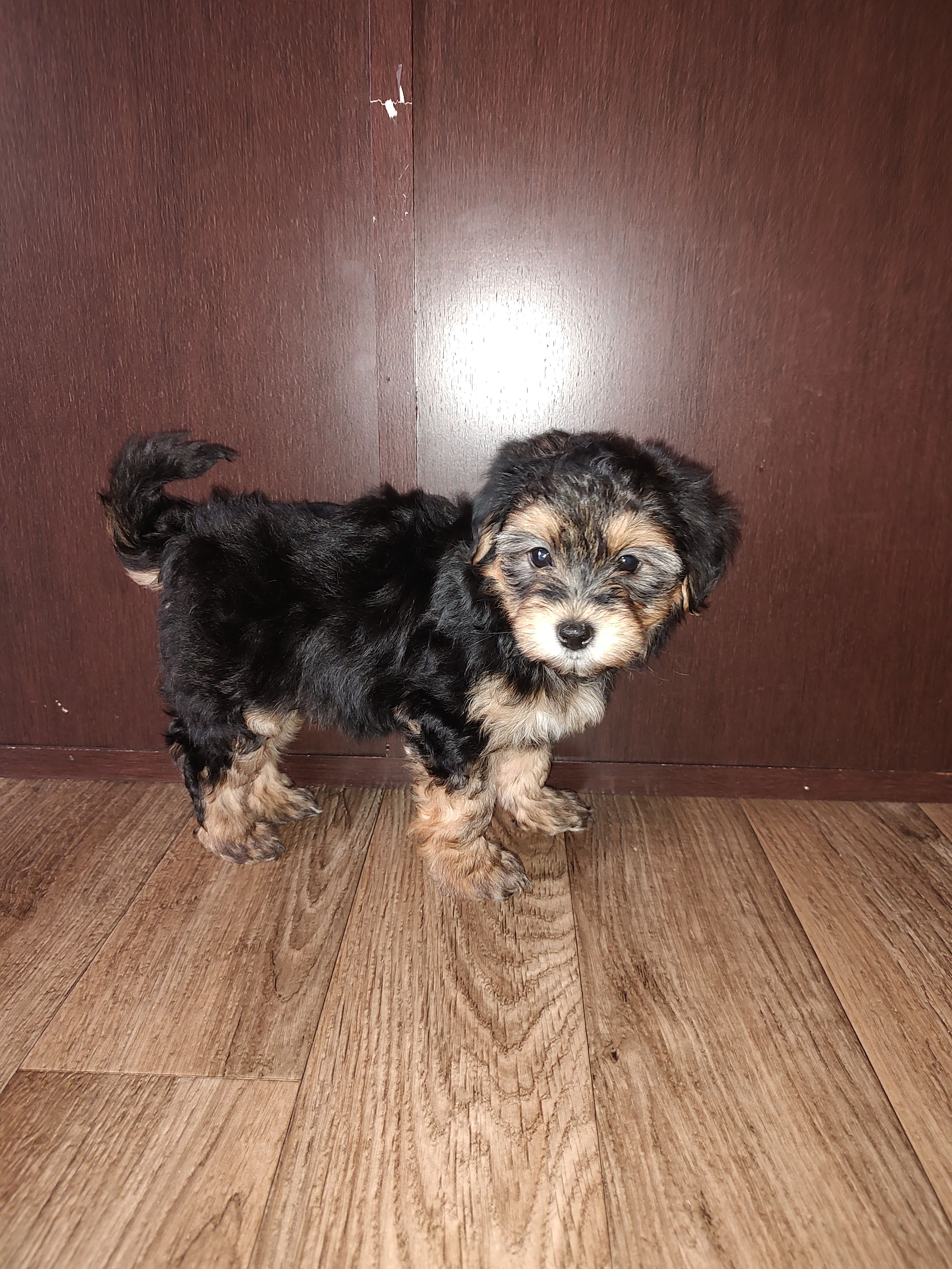 Charlie – Maltese, Yorkshire Terrier puppy for sale in Lapeer, MI