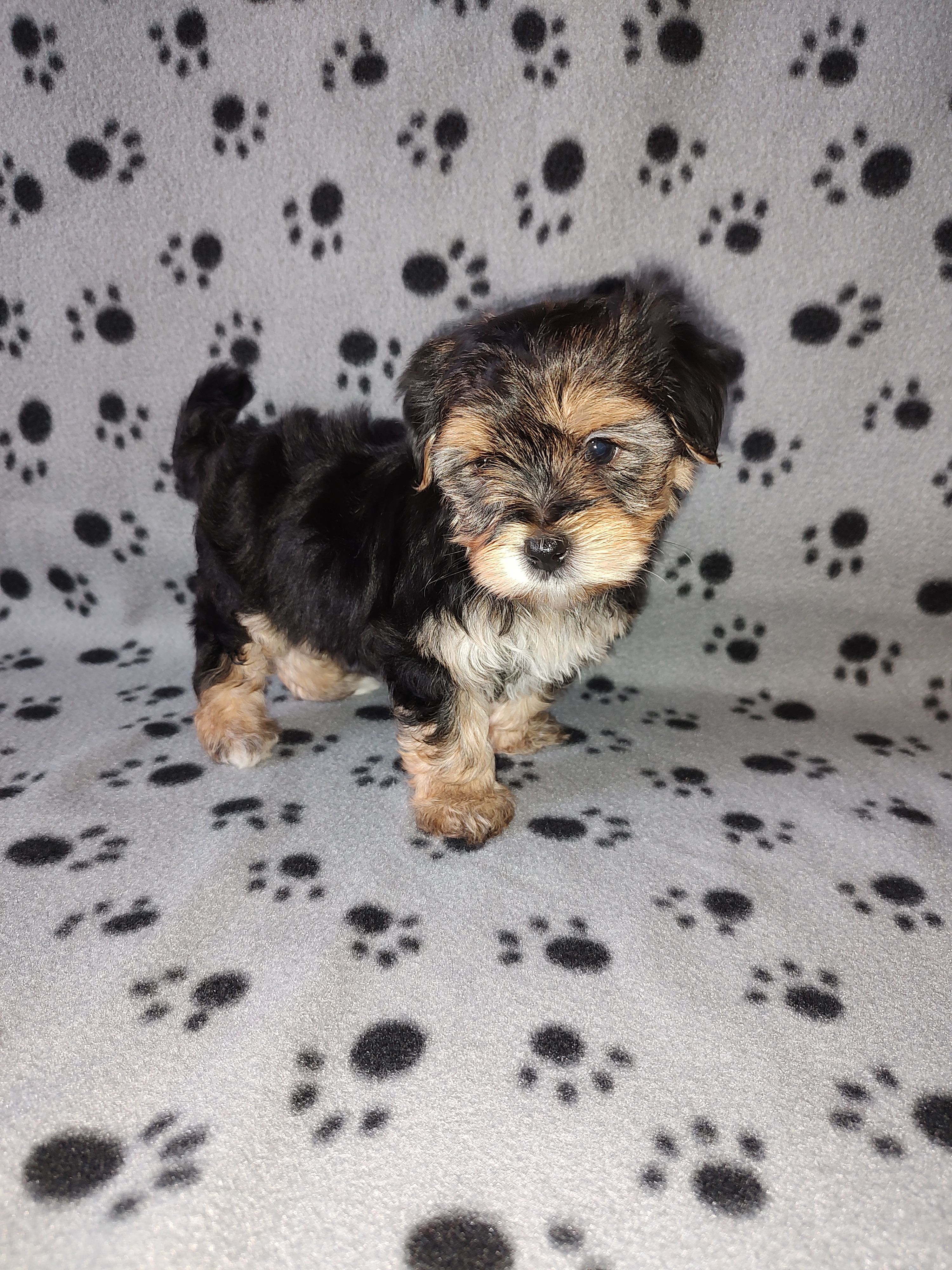 Max – Maltese, Yorkshire Terrier puppy for sale in Lapeer, MI