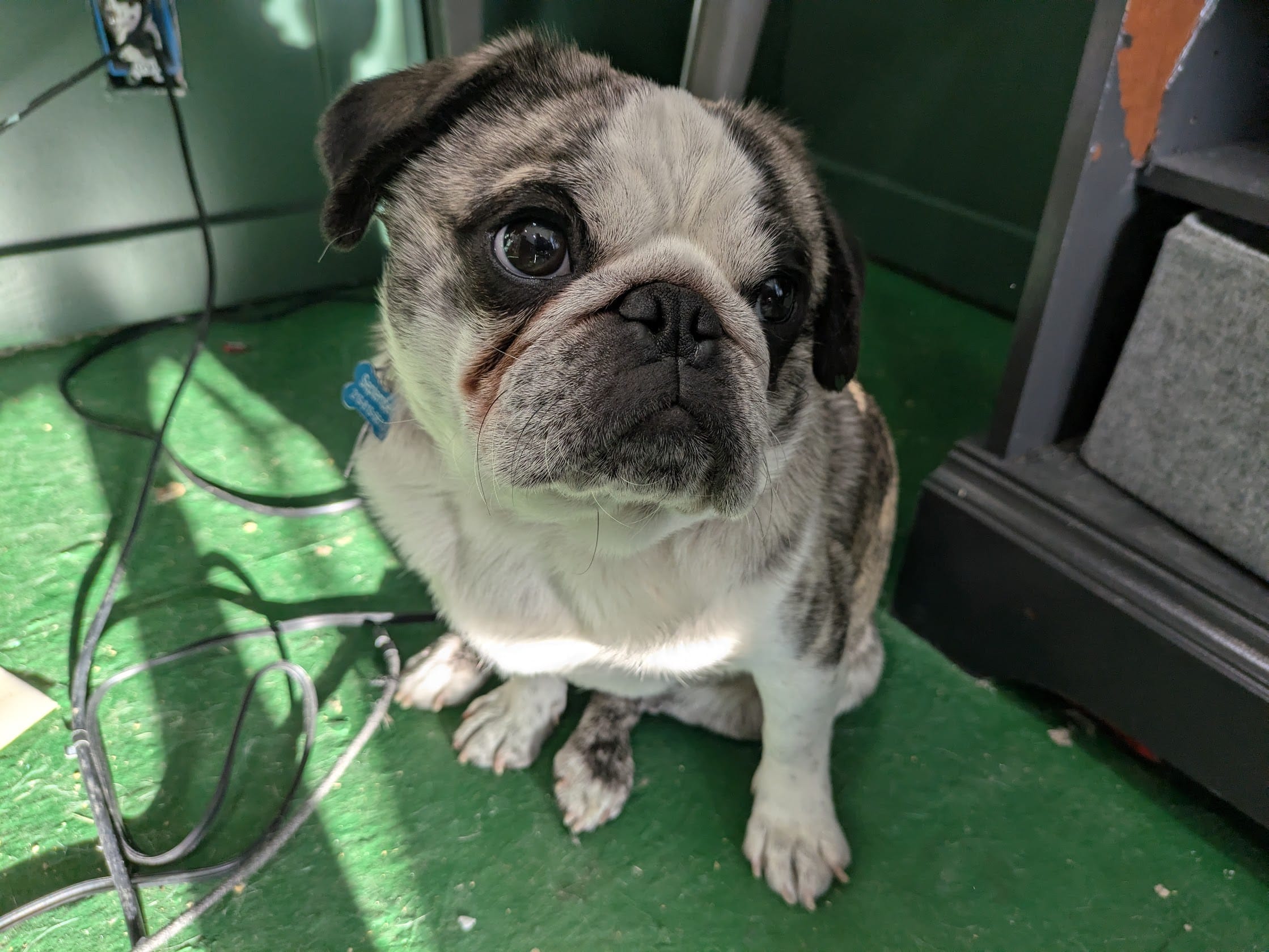 Ted D. Bear – Pug puppy for sale in Rensselaer, IN