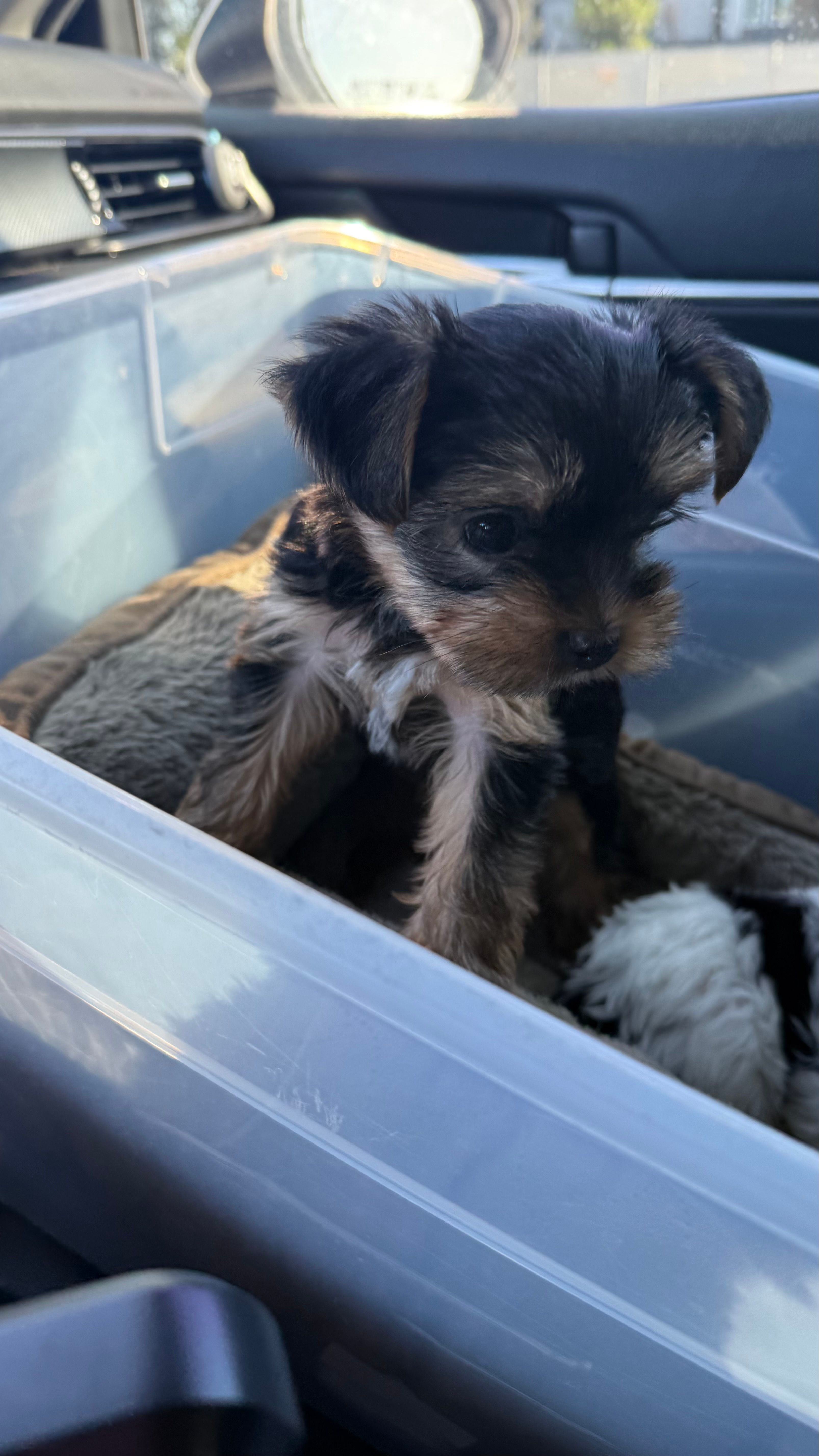 Blue – Yorkshire Terrier puppy for sale in South Gate, CA