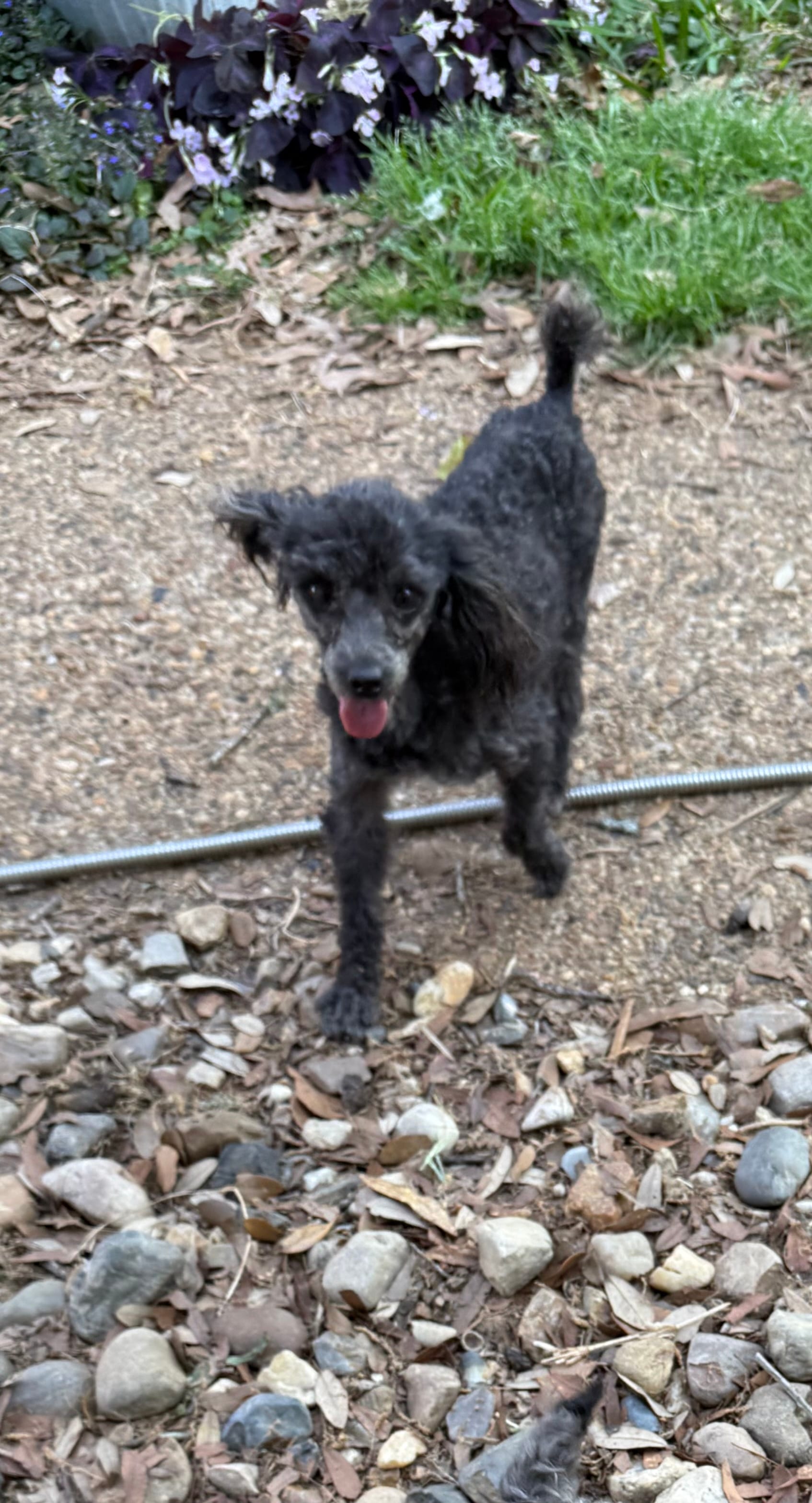 Cricket  – Poodle - Toy  puppy for sale in Texarkana, TX