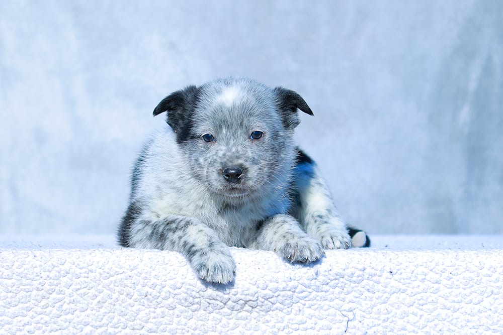 Noah – Australian Cattle Dog puppy for sale in Paris, TX