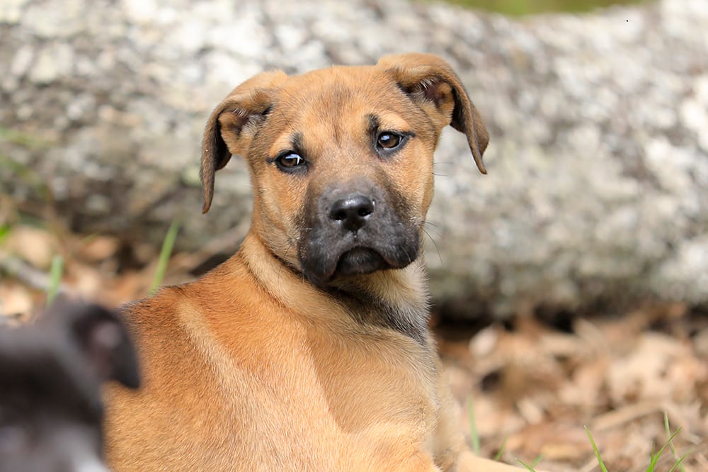 Falcon - Doberdane – Doberman Pinscher, Great Dane puppy for sale in Paris, TX