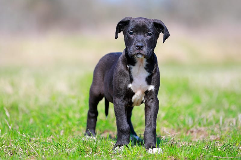 Grackle - Doberdane – Doberman Pinscher, Great Dane puppy for sale in Paris, TX