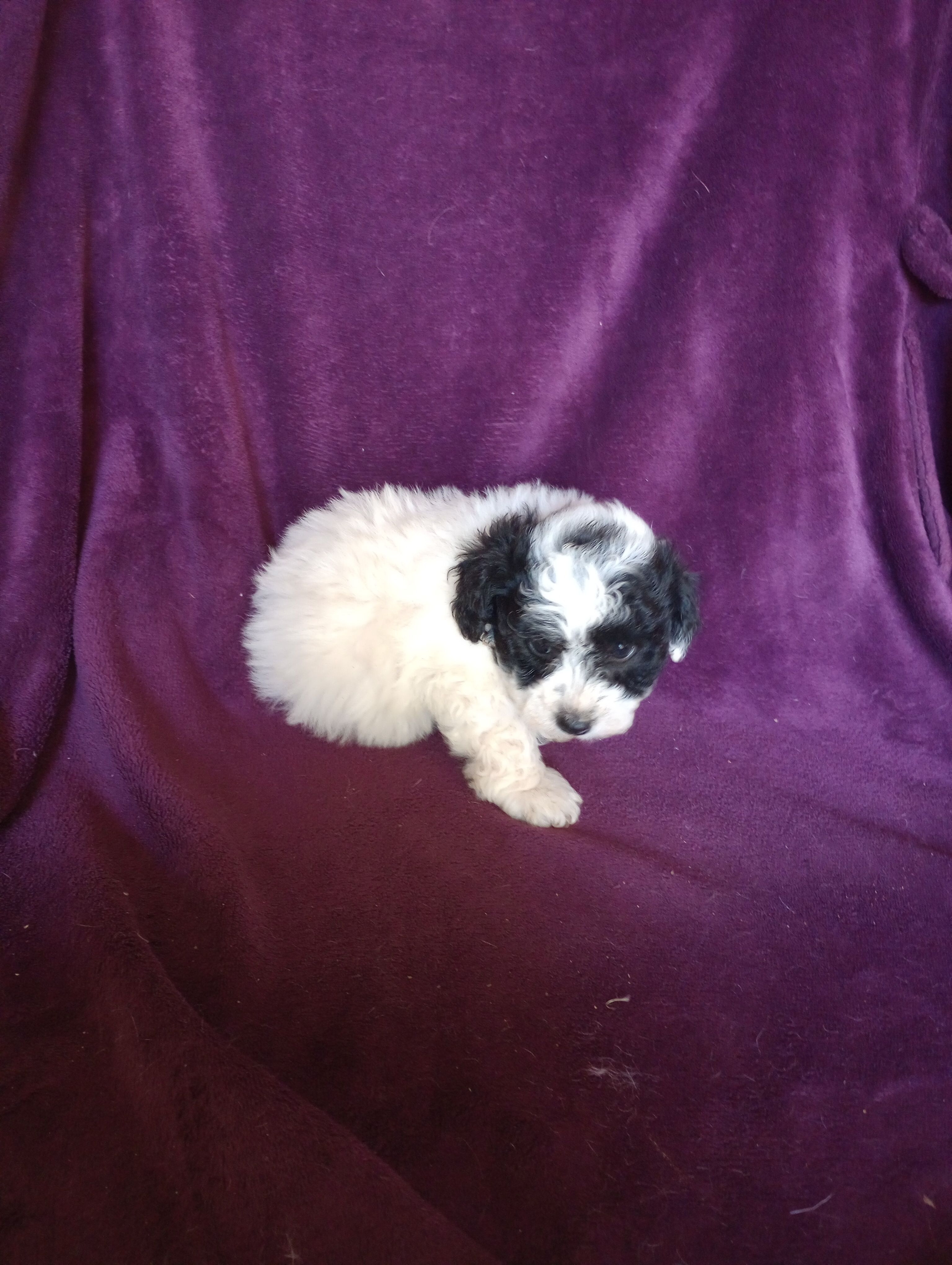 Spanky – Bichon Frise, Poodle - Toy  puppy for sale in Holly Pond, AL