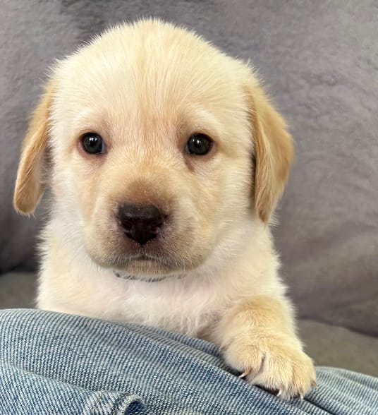 GRAY COLLAR BOY – Labrador Retriever puppy for sale in Ocala, FL