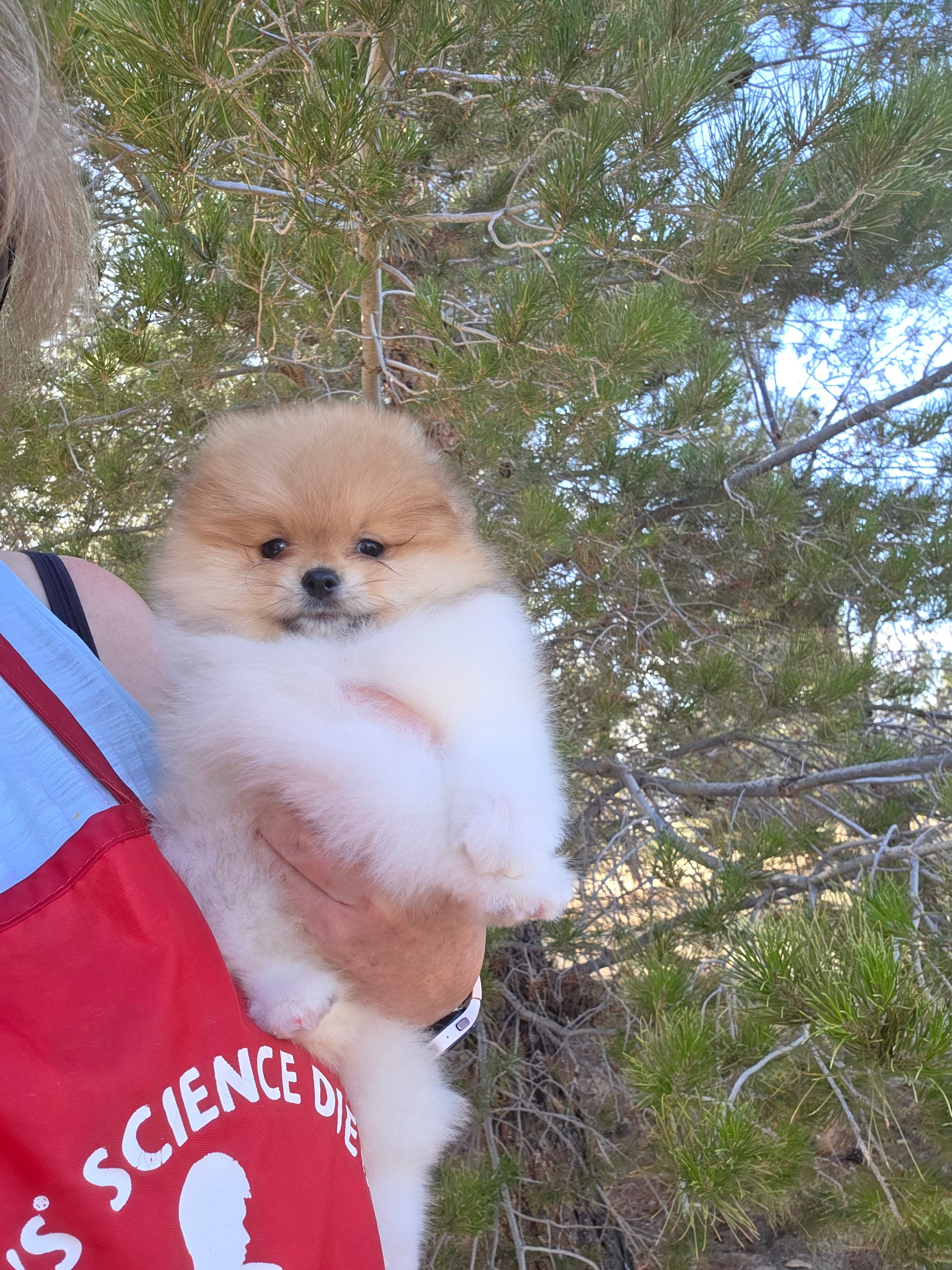 Tango – Pomeranian puppy for sale in Ridgecrest, CA